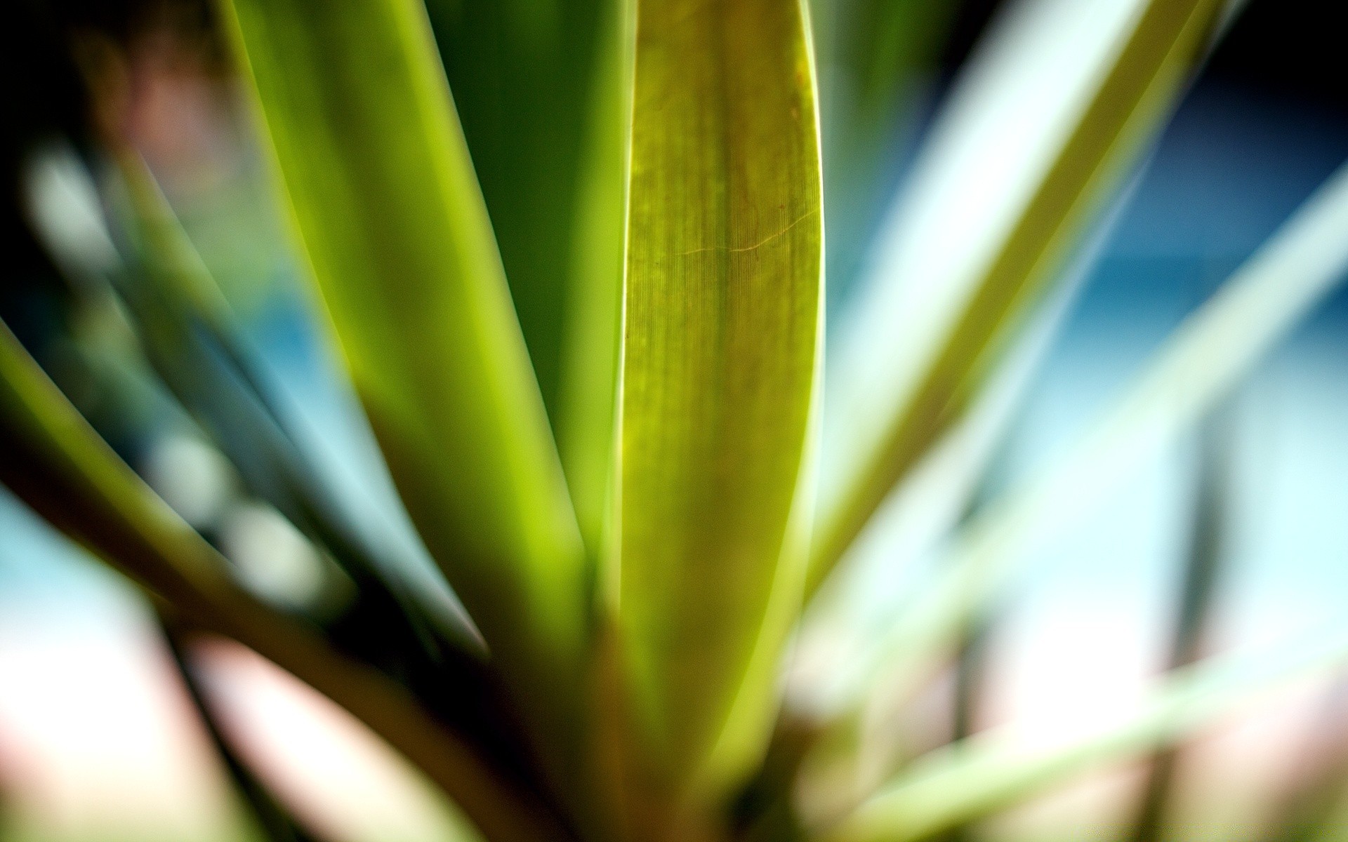 plantes feuille nature flore croissance pluie été jardin à l extérieur tropical dof flou