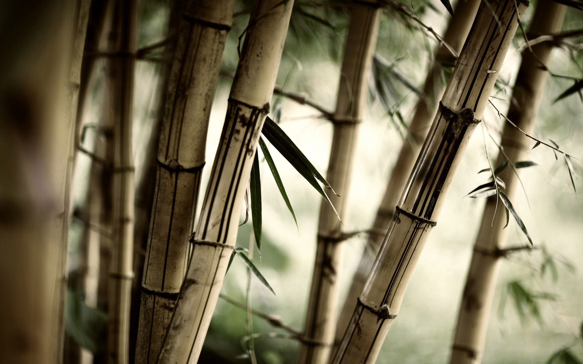 plants bamboo architecture steel old