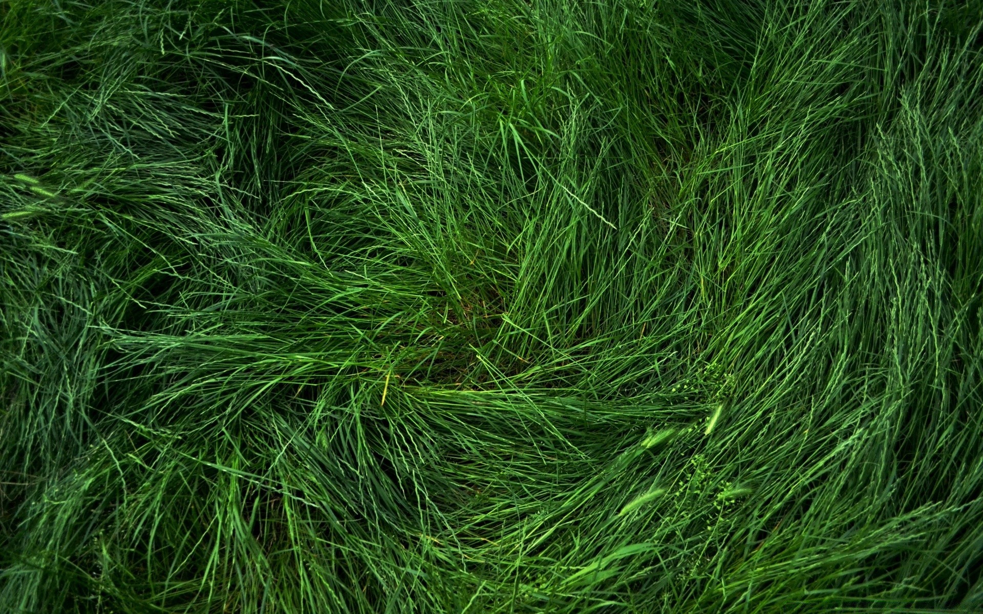 plants grass flora lawn desktop leaf freshness nature growth lush close-up texture garden environment field hayfield turf herb