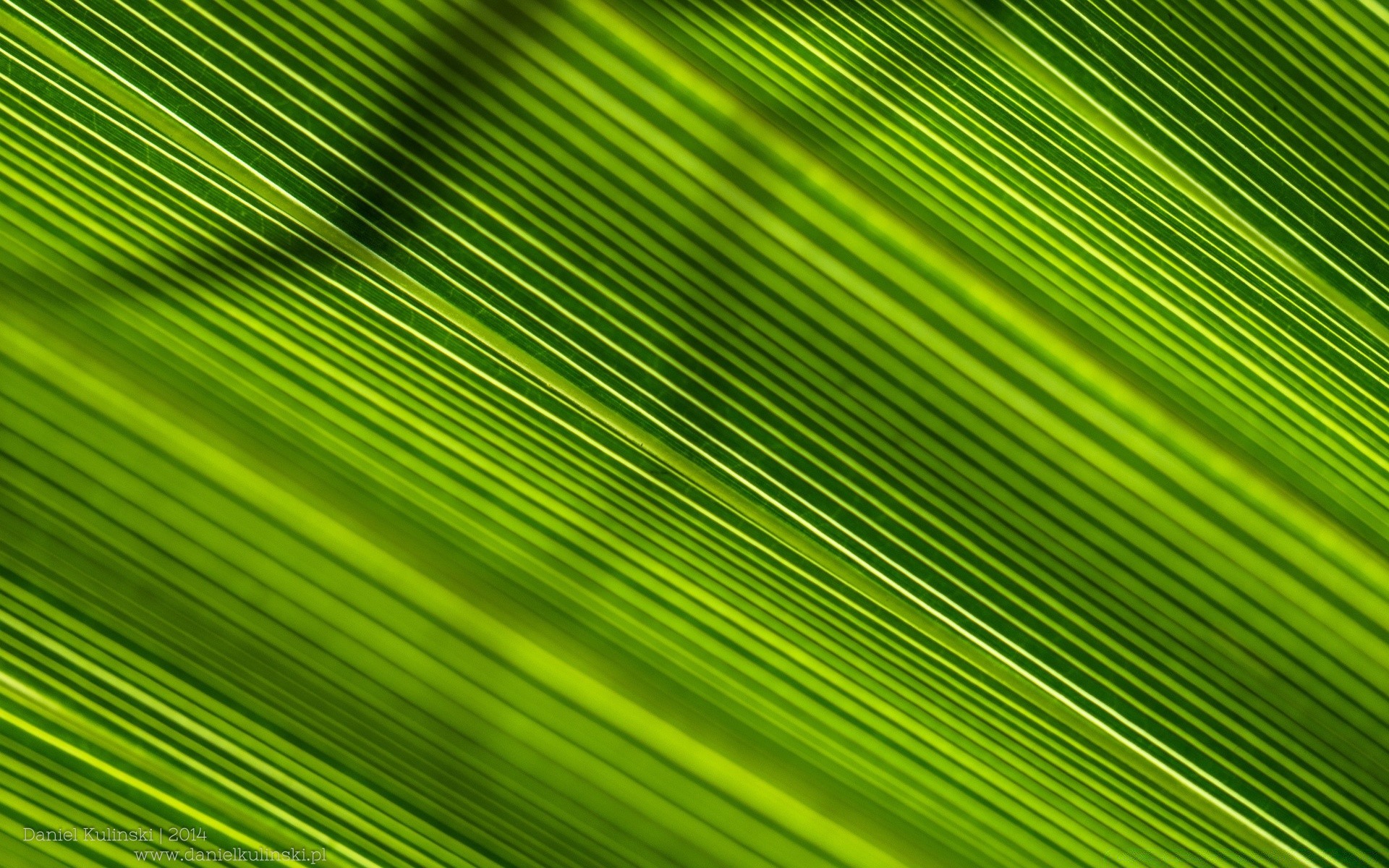 植物 桌面 叶 抽象 壁纸 纹理 模板 植物群 线性 夏季 对角线 设计 背景 生长 自然 明亮 光合作用