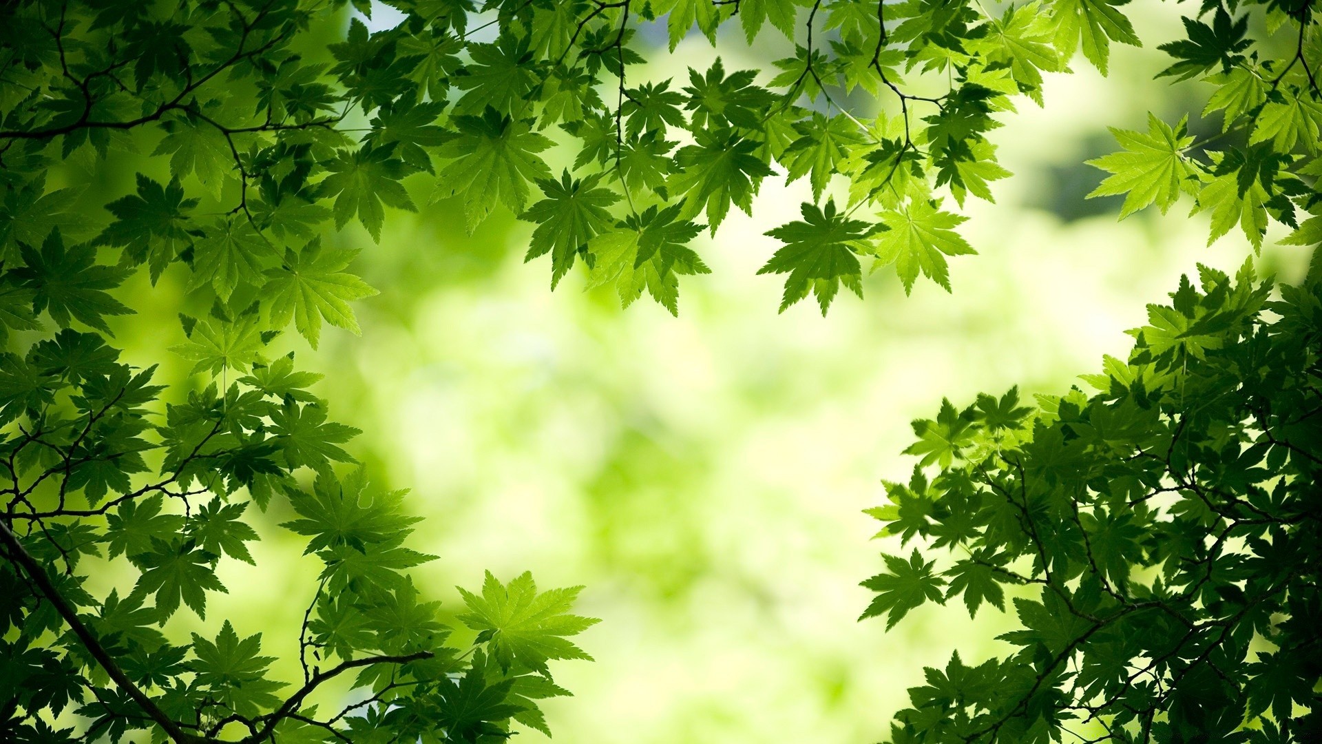 piante foglia natura flora crescita estate luminoso lussureggiante albero freschezza sole giardino bel tempo erba