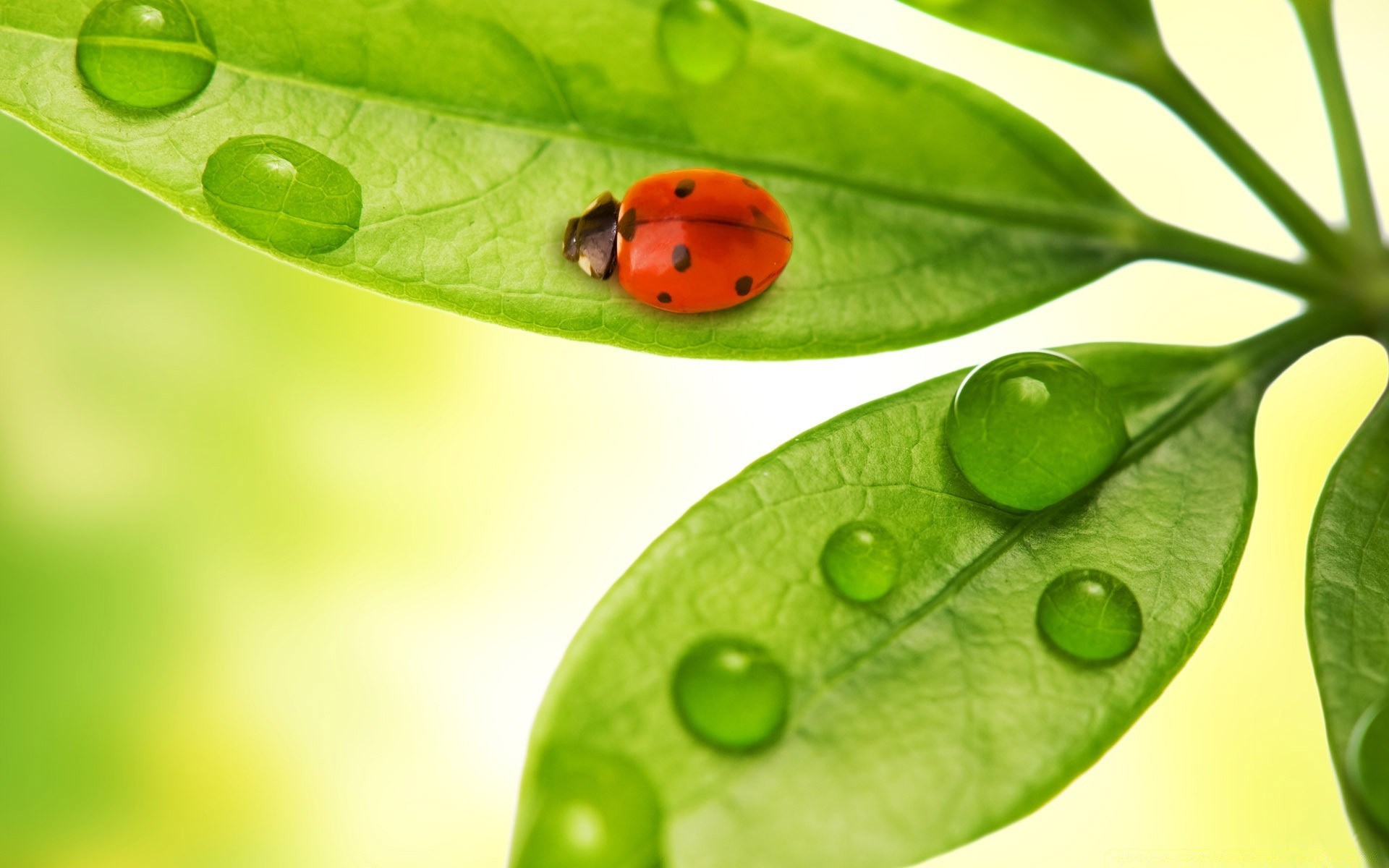 goccioline e acqua foglia rugiada goccia flora pioggia purezza crescita bagnato natura gocce primo piano freschezza ecologia armonia giardino ambienti biologia gocce