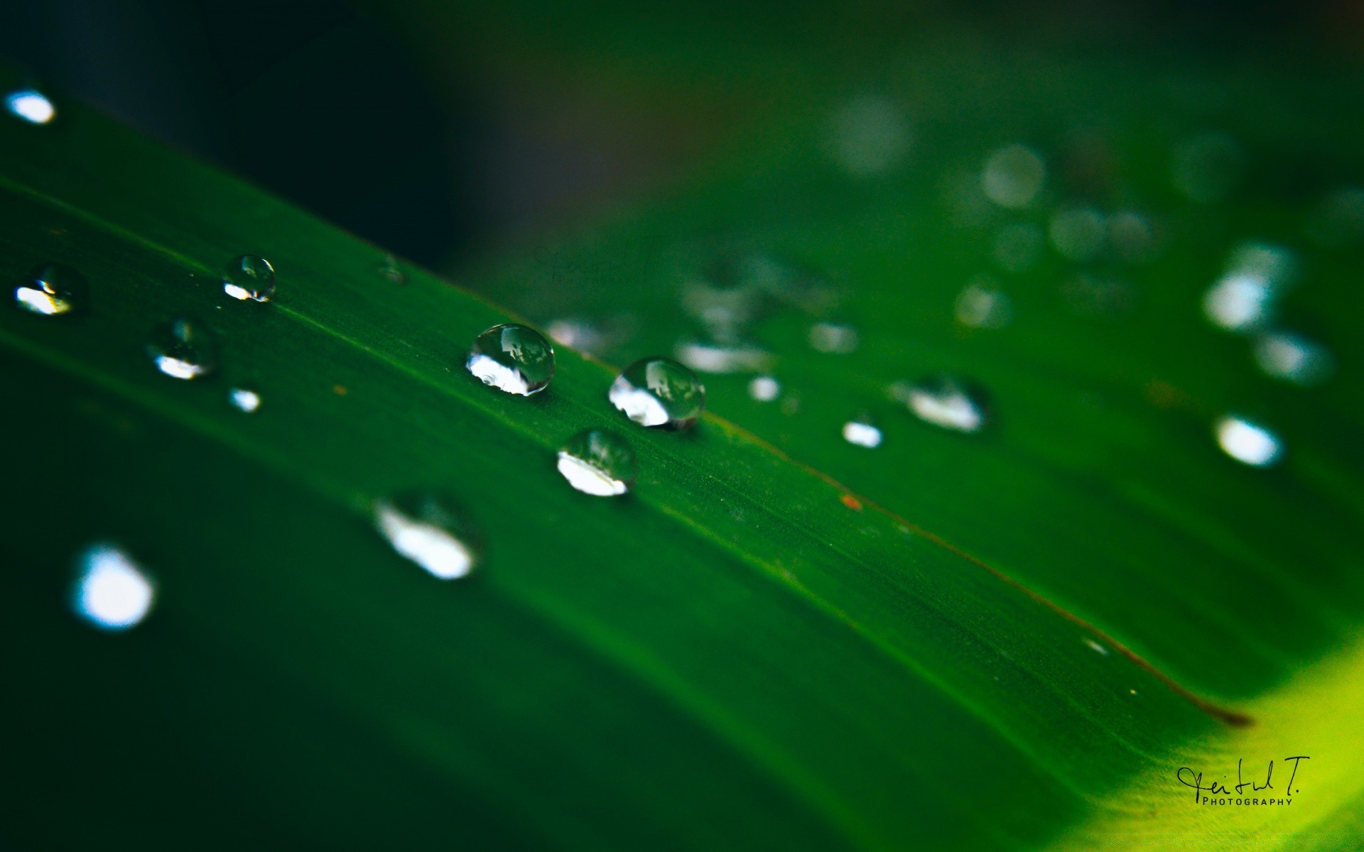 gotas y agua rocío lluvia gota mojado gotas agua gotas hoja limpio limpio rocío crecimiento brilla gota de agua