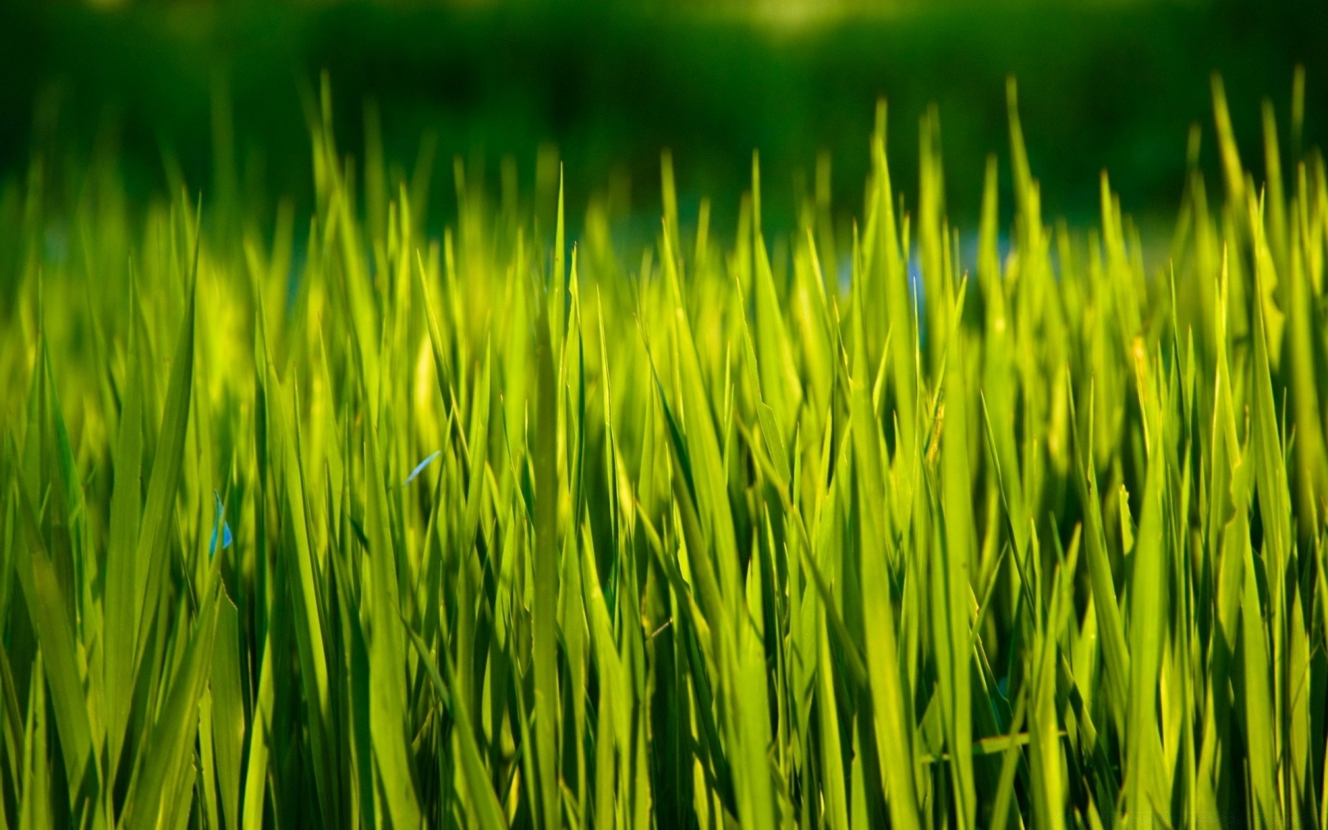 plantas crescimento grama cereais campo pasto exuberante rural gramado trigo feno agricultura flora fazenda colheita ambiente solo terras agrícolas