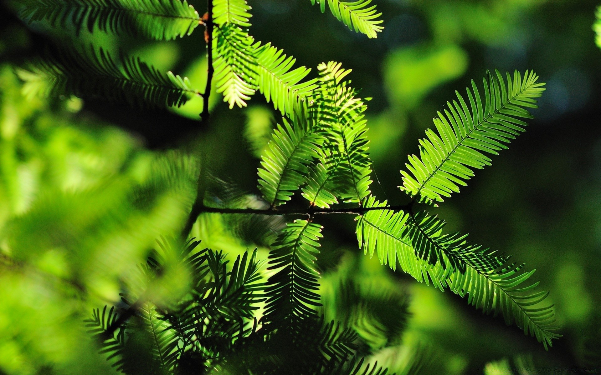 rośliny drzewo natura liść środowisko zewnętrzne drewno oddział flora fern bujny park