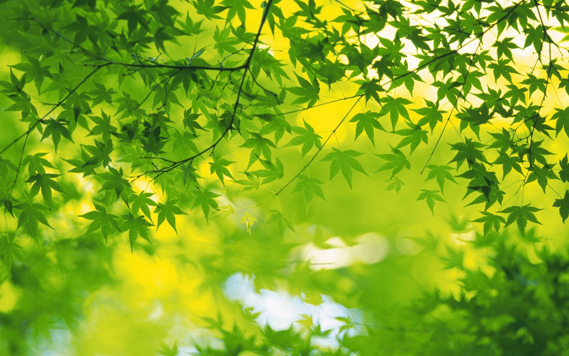 plantes feuille flore la nature luxuriante croissance lumineux arbre bureau saison bois environnement jardin beau temps branche lumineux été couleur soleil érable ensoleillé