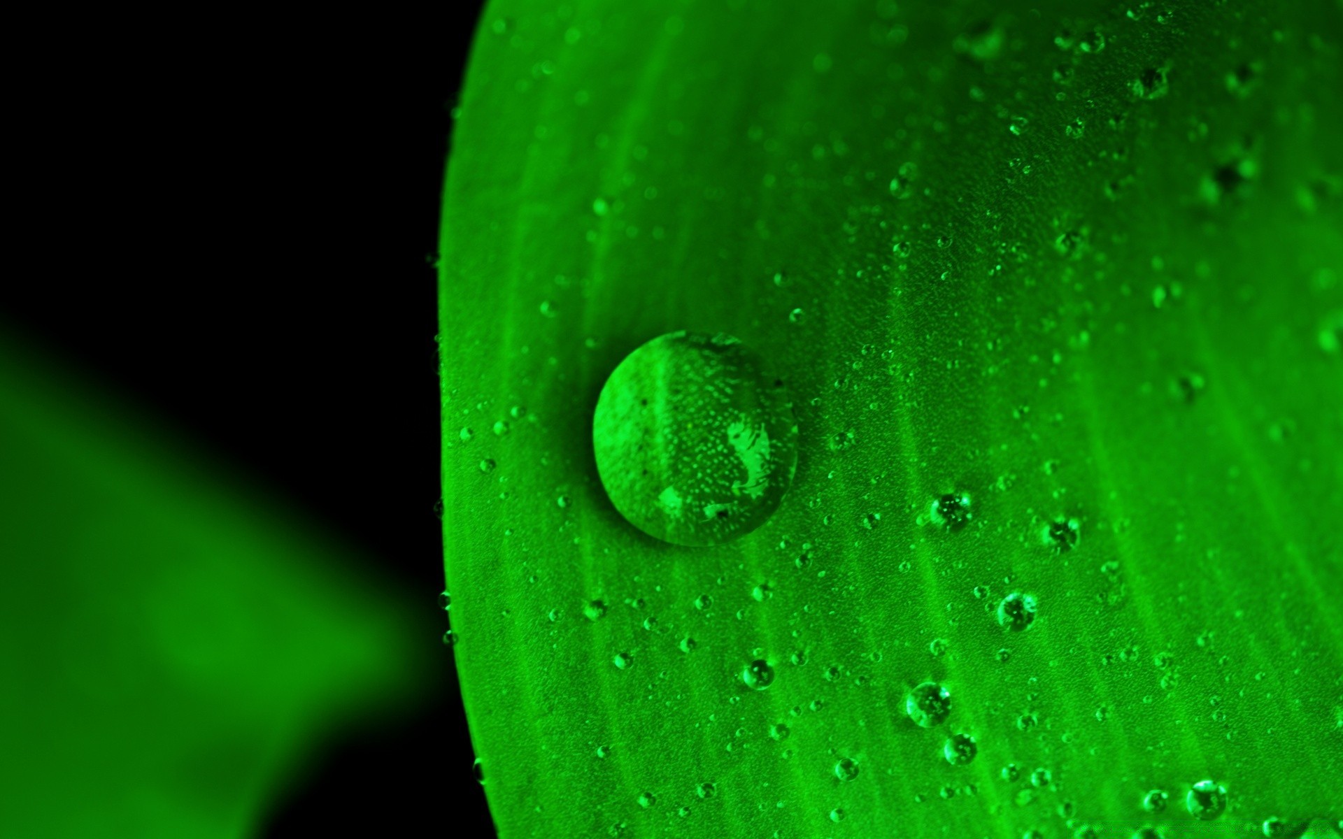 tröpfchen und wasser tau tropfen regen tropfen nass blatt flora wasser aufstieg tropfen frische natur desktop umwelt abstrakt garten sauberkeit wassertropfen