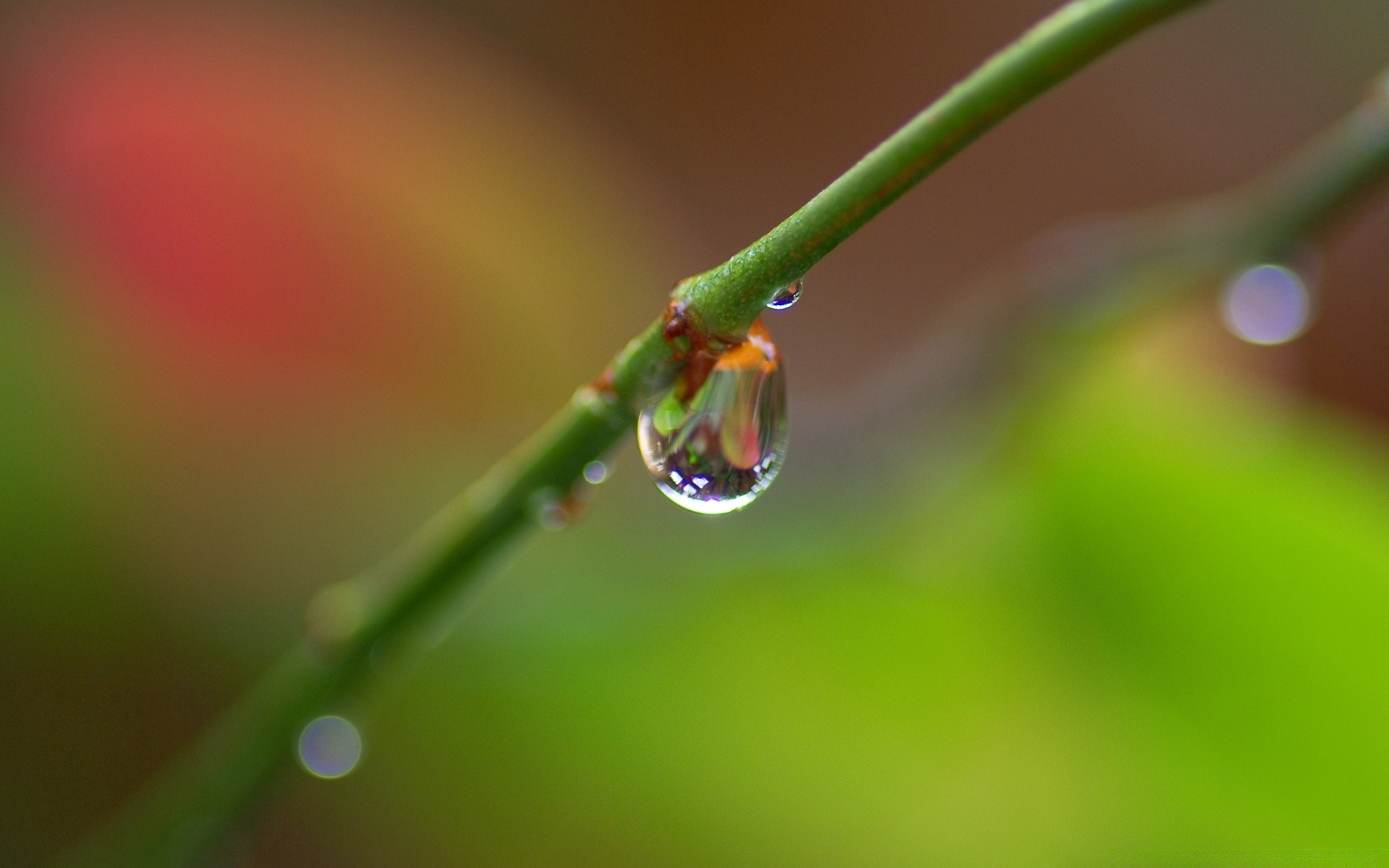 goccioline e acqua pioggia rugiada goccia foglia natura purezza gocce gocce bagnato dop acqua crescita sfocatura flora giardino estate