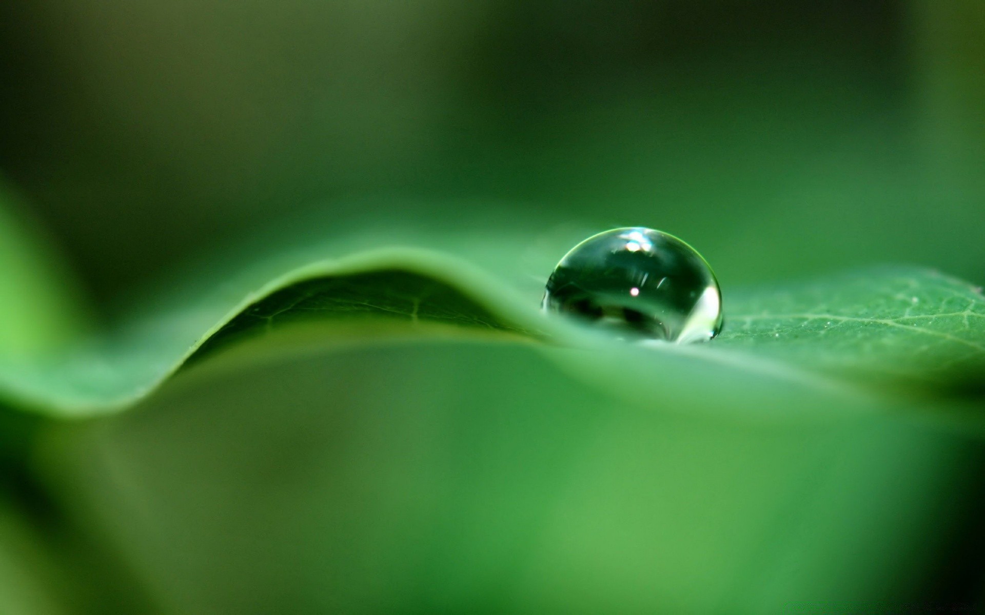 droplets and water rain dew drop droplet leaf wet water purity raindrop nature flora waterdrop environment garden blur growth ecology liquid