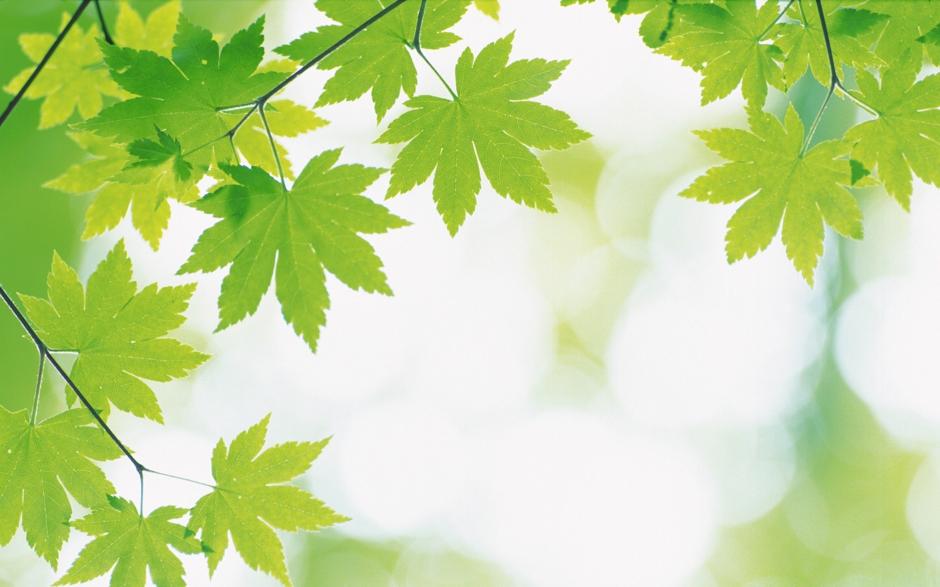 pflanzen blatt natur üppig hell herbst wachstum flora ahorn sommer ökologie im freien gutes wetter holz