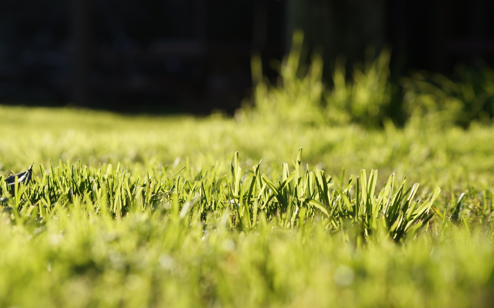 plantas crecimiento campo hierba naturaleza rural verano granja pasto agricultura sol cereales al aire libre hoja trigo flora país heno campo suelo