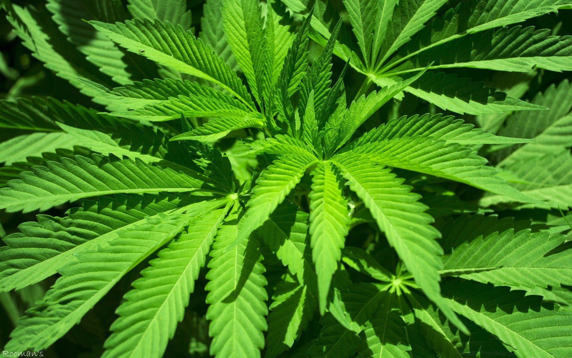 картинкой марихуана