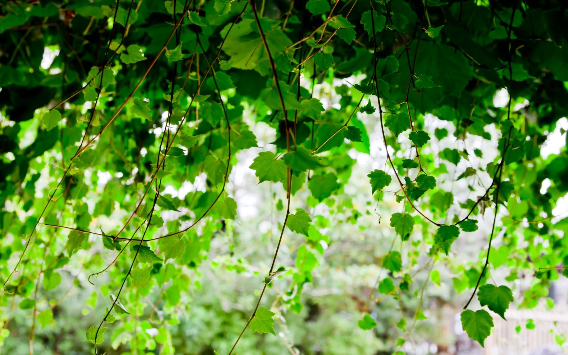 plants leaf flora growth nature summer tree environment garden branch desktop freshness season bright color lush wood close-up fair weather outdoors