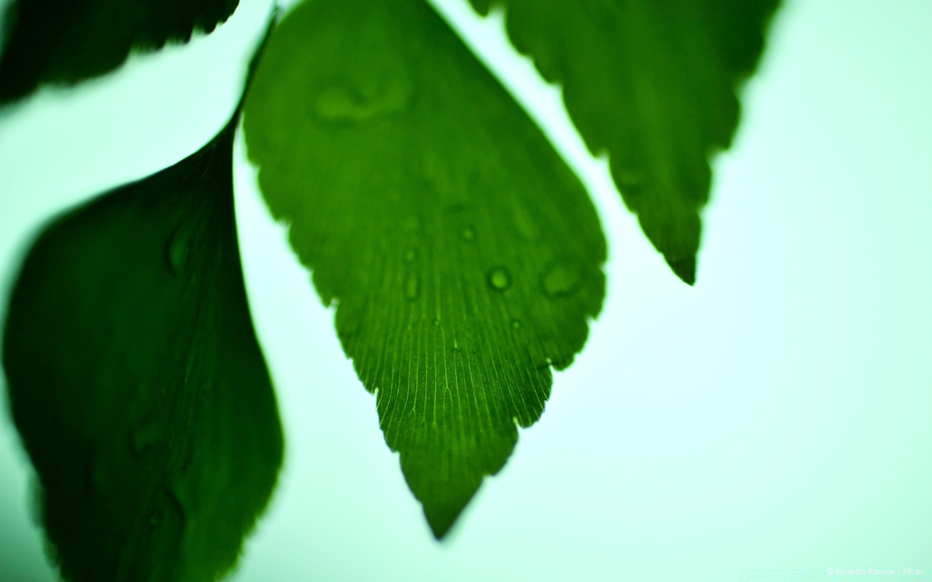 plantes feuille nature flore croissance pluie luxuriante chute lumineux environnement jardin propreté rosée arbre lumière ecologie fraîcheur à l extérieur