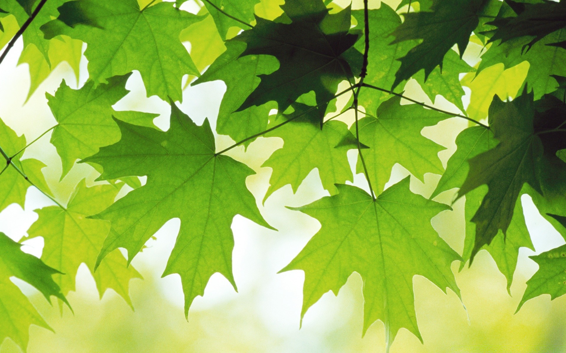 pflanzen blatt natur herbst flora üppig hell wachstum ahorn umwelt im freien sommer holz holz gutes wetter