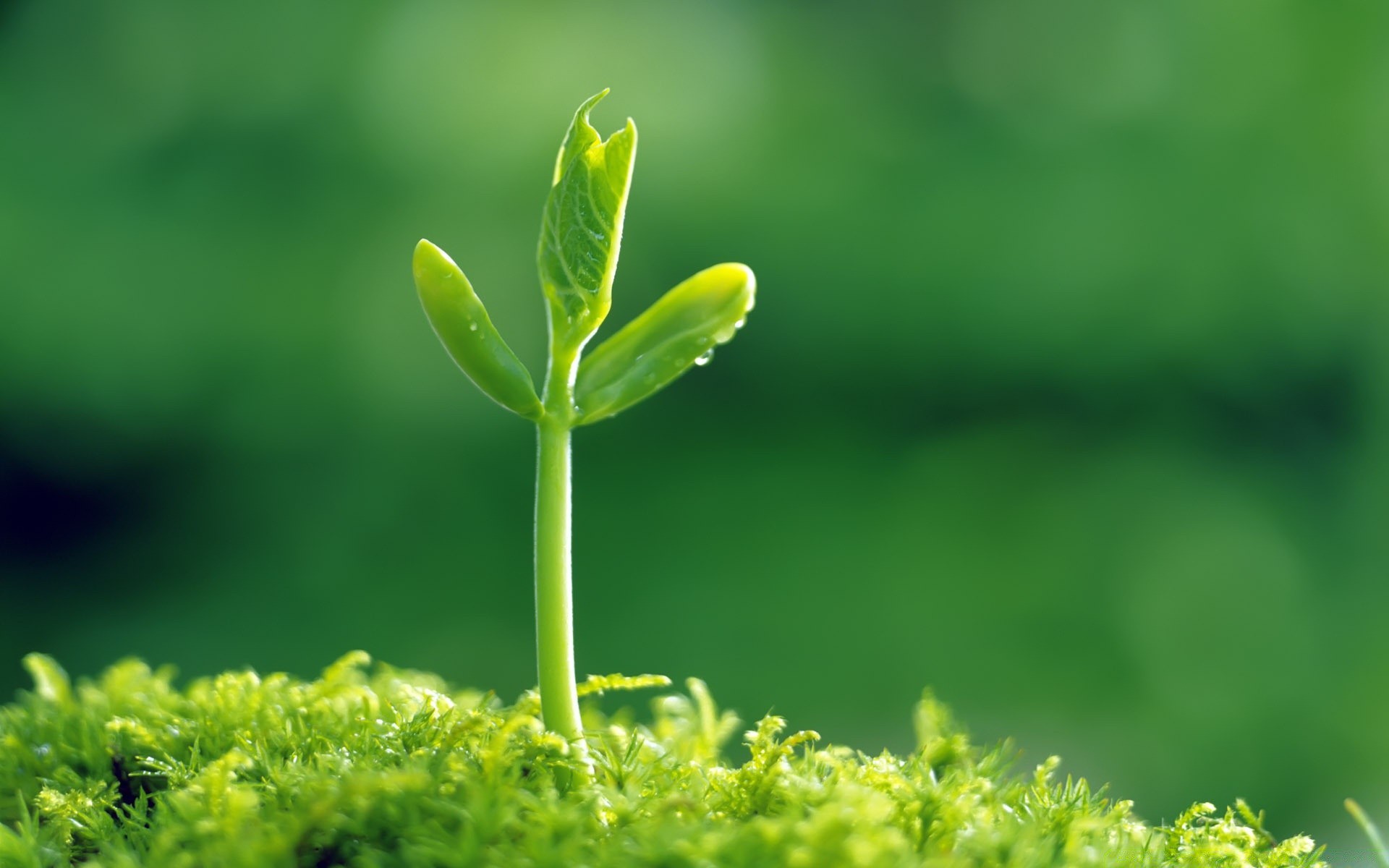 plantas folha crescimento natureza verão flora ao ar livre borrão grama ecologia jardim exuberante bom tempo