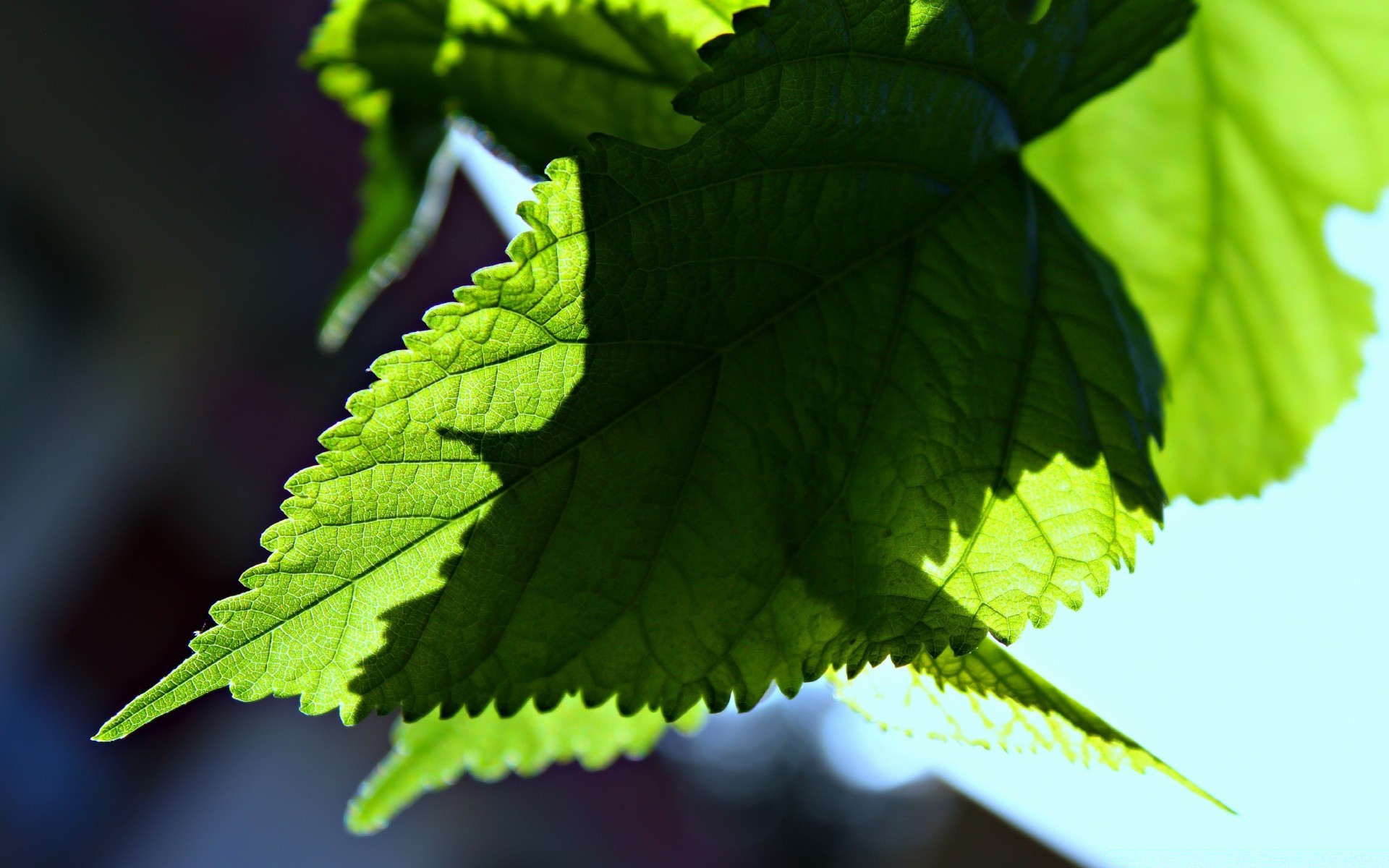 plantes feuille nature flore croissance luxuriante été lumineux jardin environnement fraîcheur branche