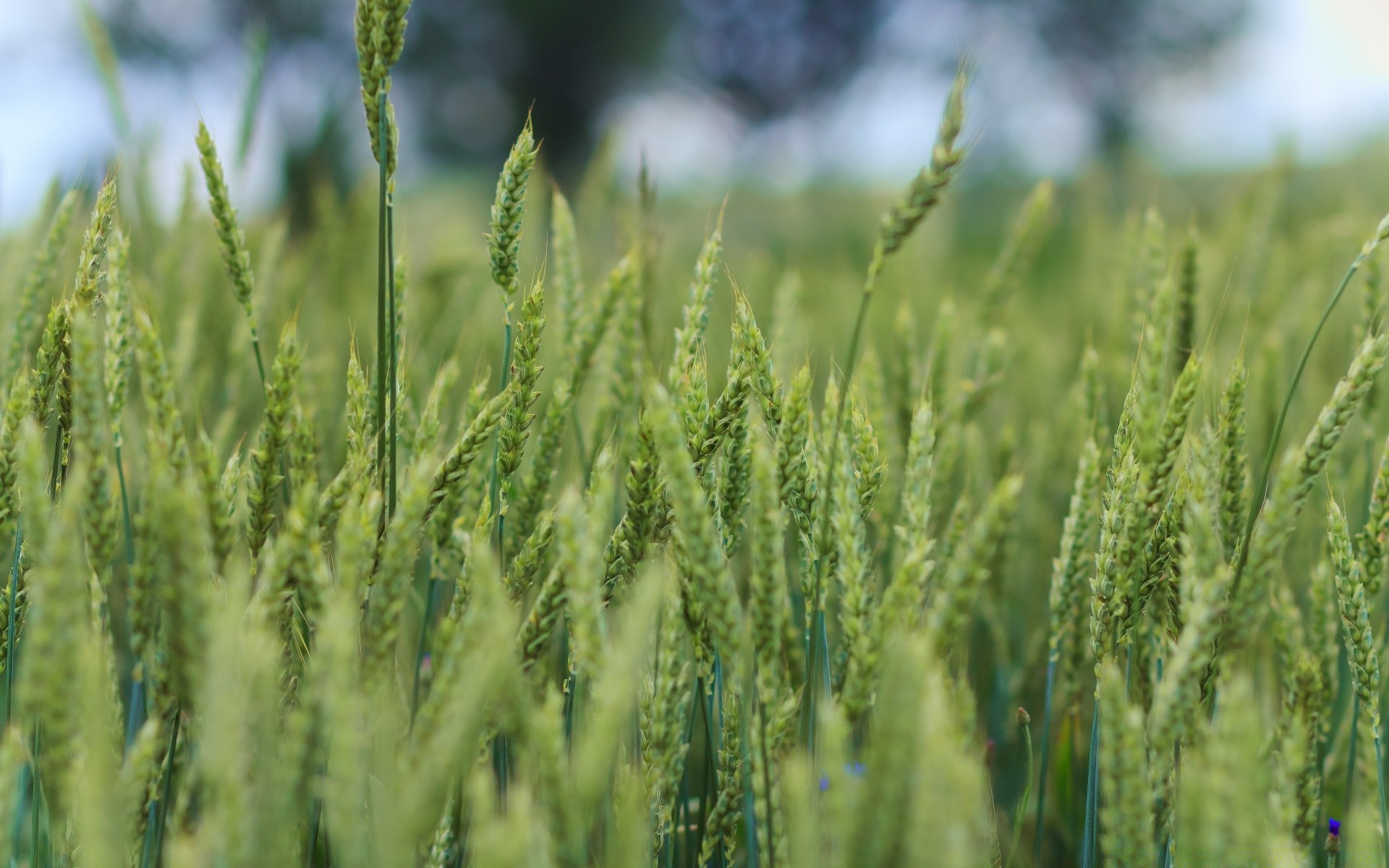 plants cereal wheat pasture rural growth agriculture farm field nature corn crop bread summer outdoors countryside rye farmland seed straw