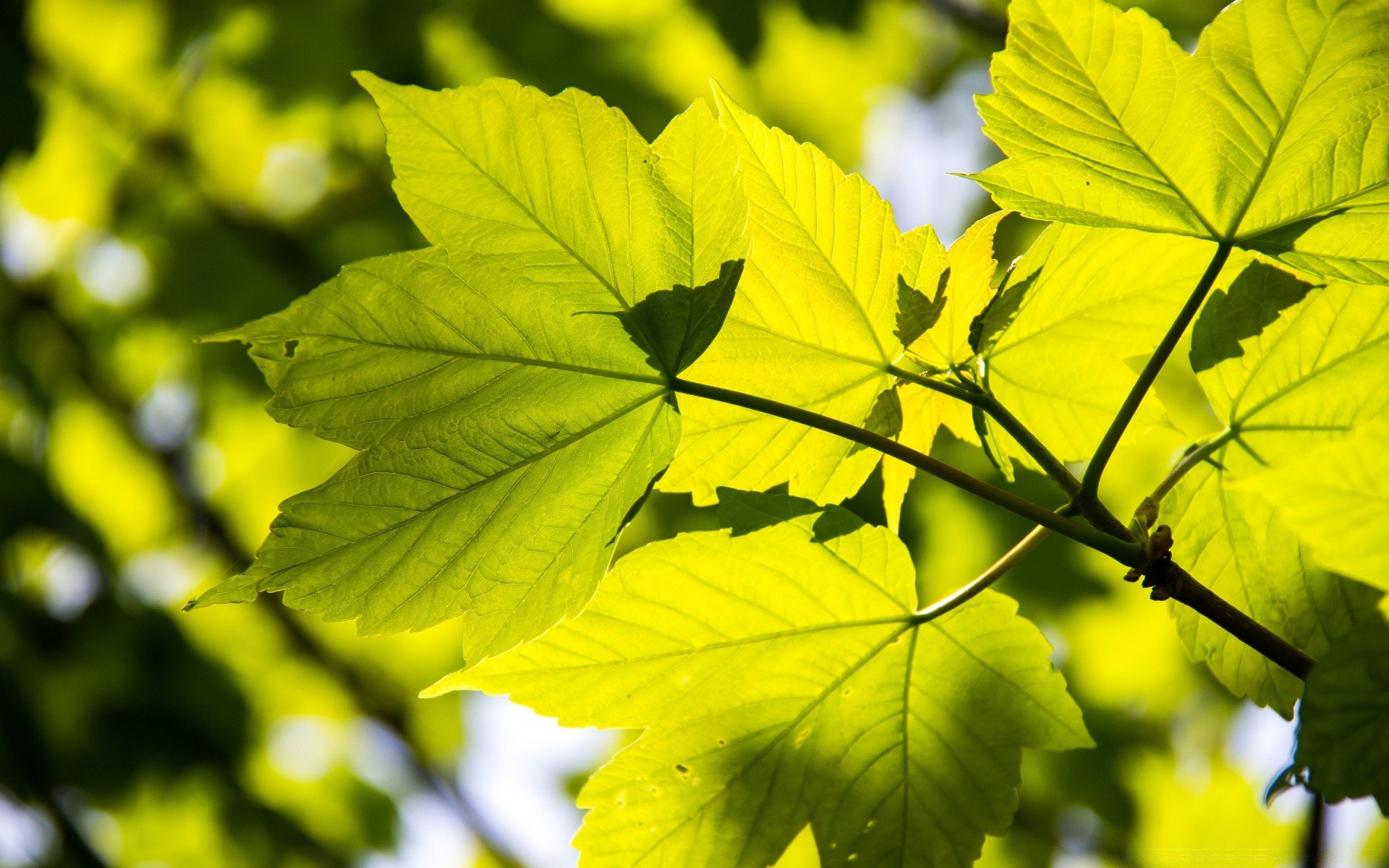 plants leaf nature fall lush growth flora bright outdoors tree fair weather summer environment wood color sun