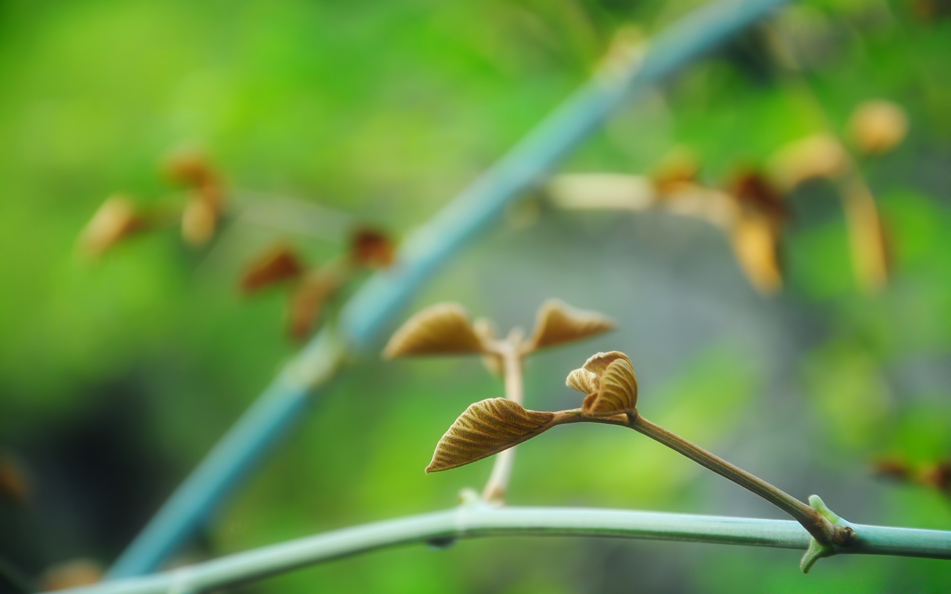 plantas natureza folha crescimento ao ar livre flora borrão verão grama pouco jardim luz do dia