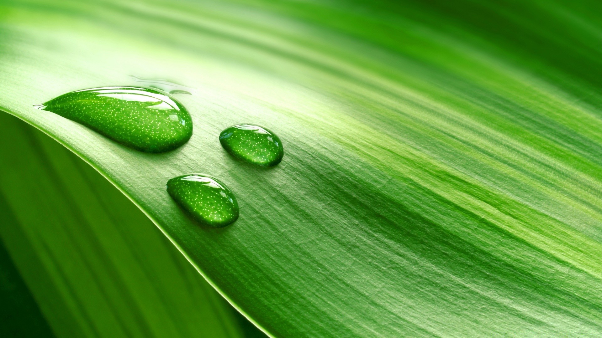 gouttelettes d eau feuille flore croissance chute rosée bureau nature pluie fraîcheur gros plan