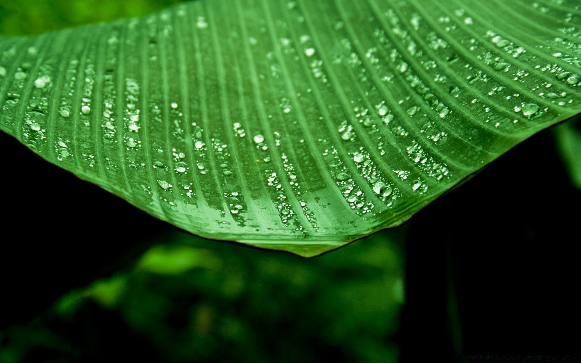 gotas y agua hoja lluvia rocío crecimiento flora naturaleza verano mojado gota gotas jardín brillante limpio tropical gotas medio ambiente agua exuberante