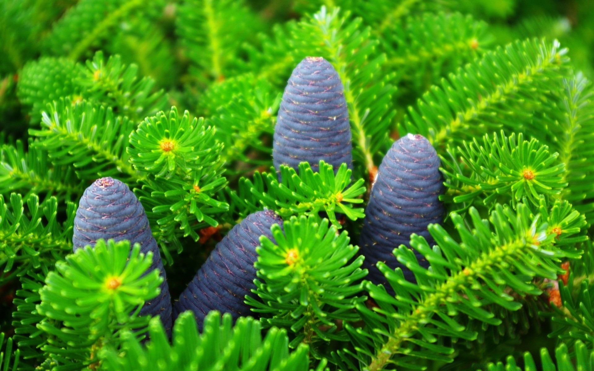 plantes nature flore arbre pin bois à l extérieur couleur feuille evergreen croissance gros plan bureau