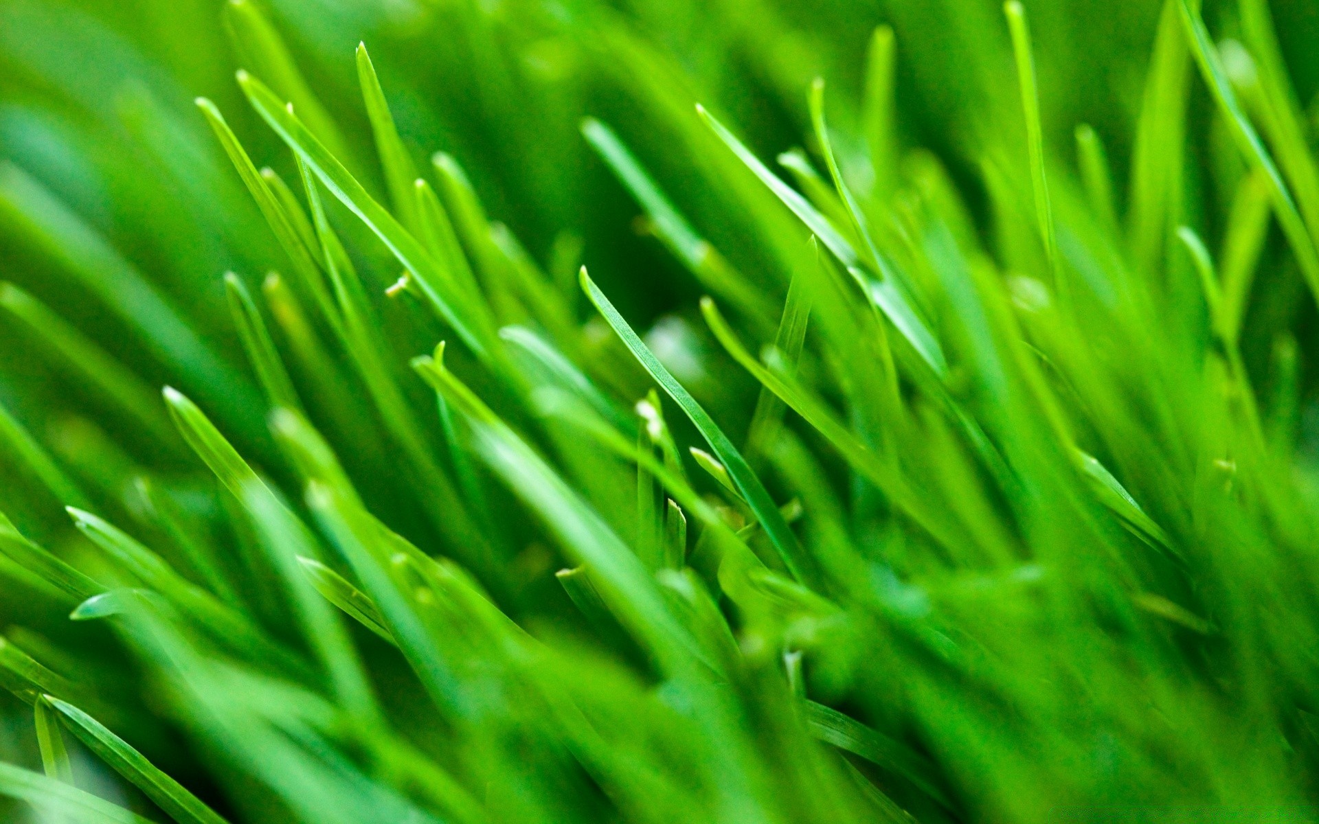 pflanzen gras rasen üppig klinge wachstum flora weizengras blatt garten heuhaufen rasen medium tau frische natur hof ökologie feld tropfen