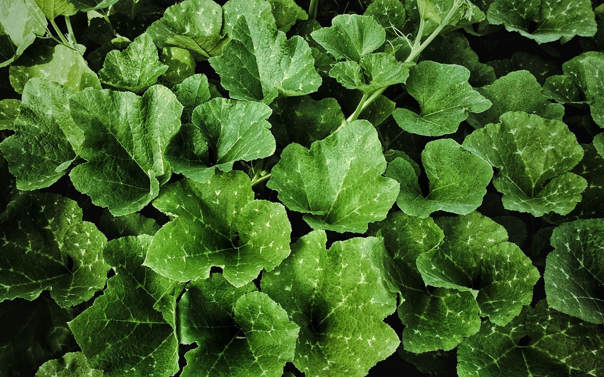 pflanzen blatt flora lebensmittel gemüse natur wachstum frische schließen desktop wachsen landwirtschaft garten salat