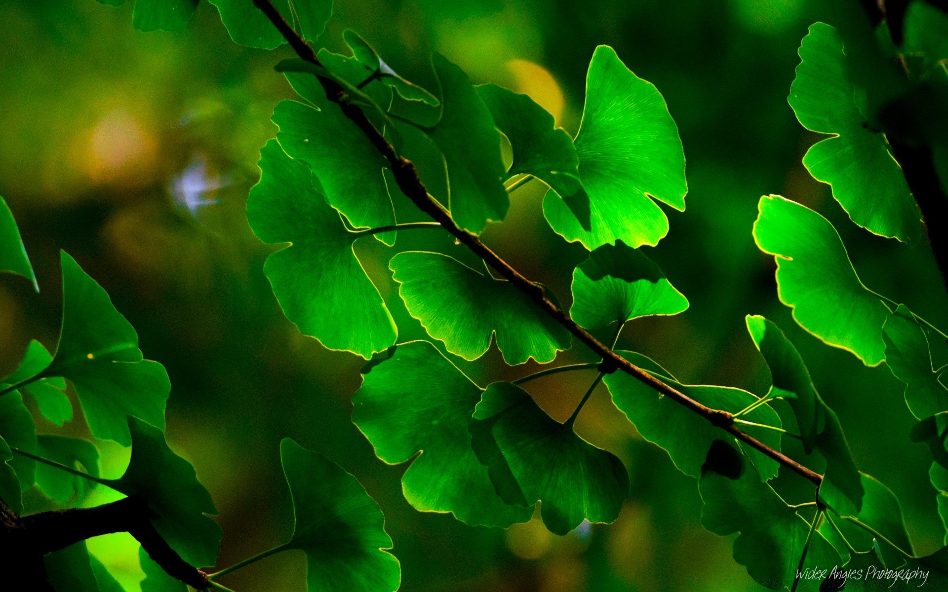 plants leaf flora nature lush desktop tree color garden bright growth environment close-up