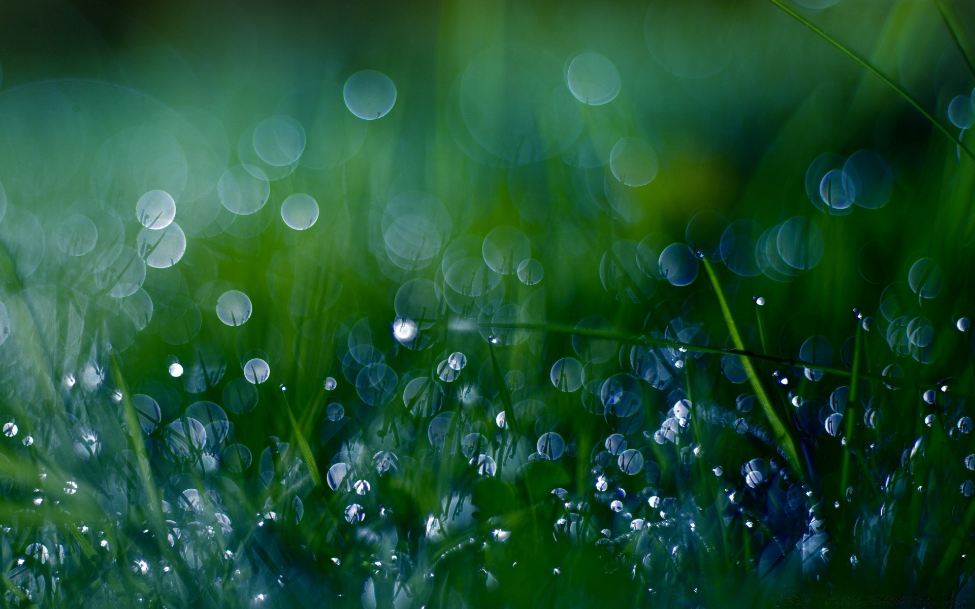 gotas y agua rocío gota lluvia gotas húmedo frescura hierba limpio césped claro líquido limpio naturaleza hoja agua flora jardín heno brillante amanecer