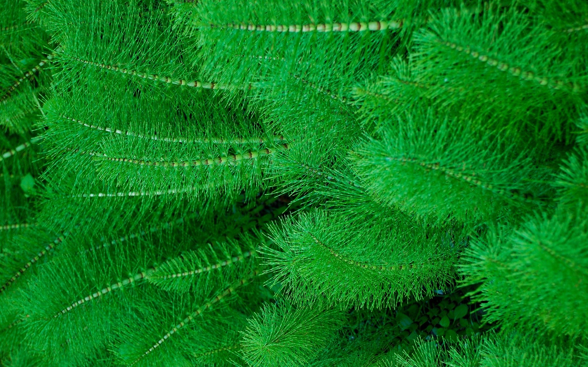 plants nature flora desktop leaf pattern close-up texture color environment abstract outdoors growth close biology