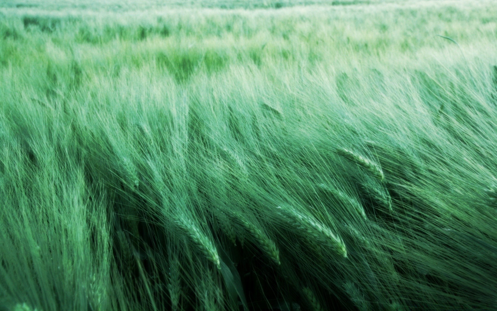 plants grass nature field cereal summer desktop wheat rural flora soil pasture farm hayfield color texture crop bright