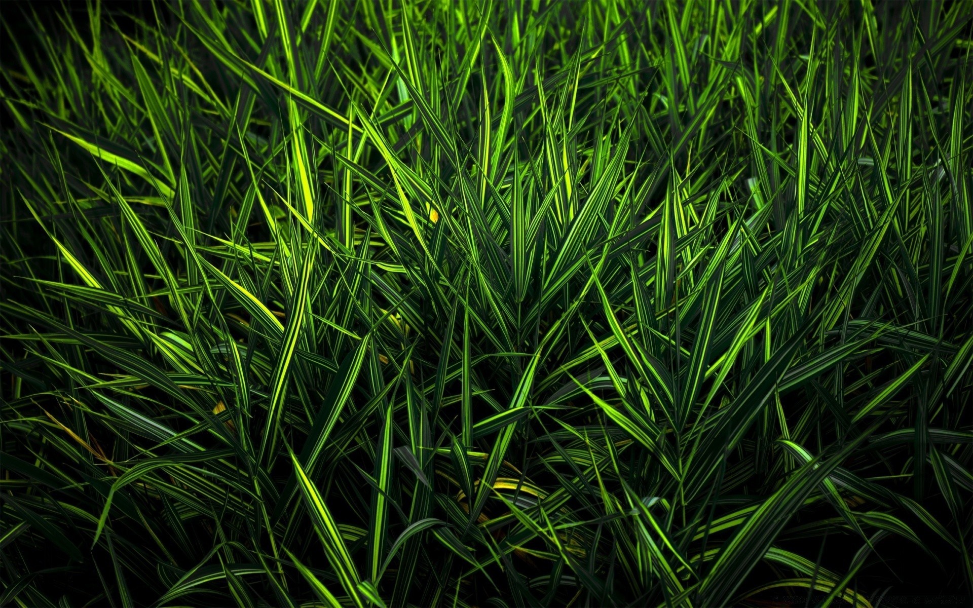 植物 草 植物 生长 叶 草坪 郁郁葱葱 花园 叶片 领域 环境 自然 桌面 干草 土壤