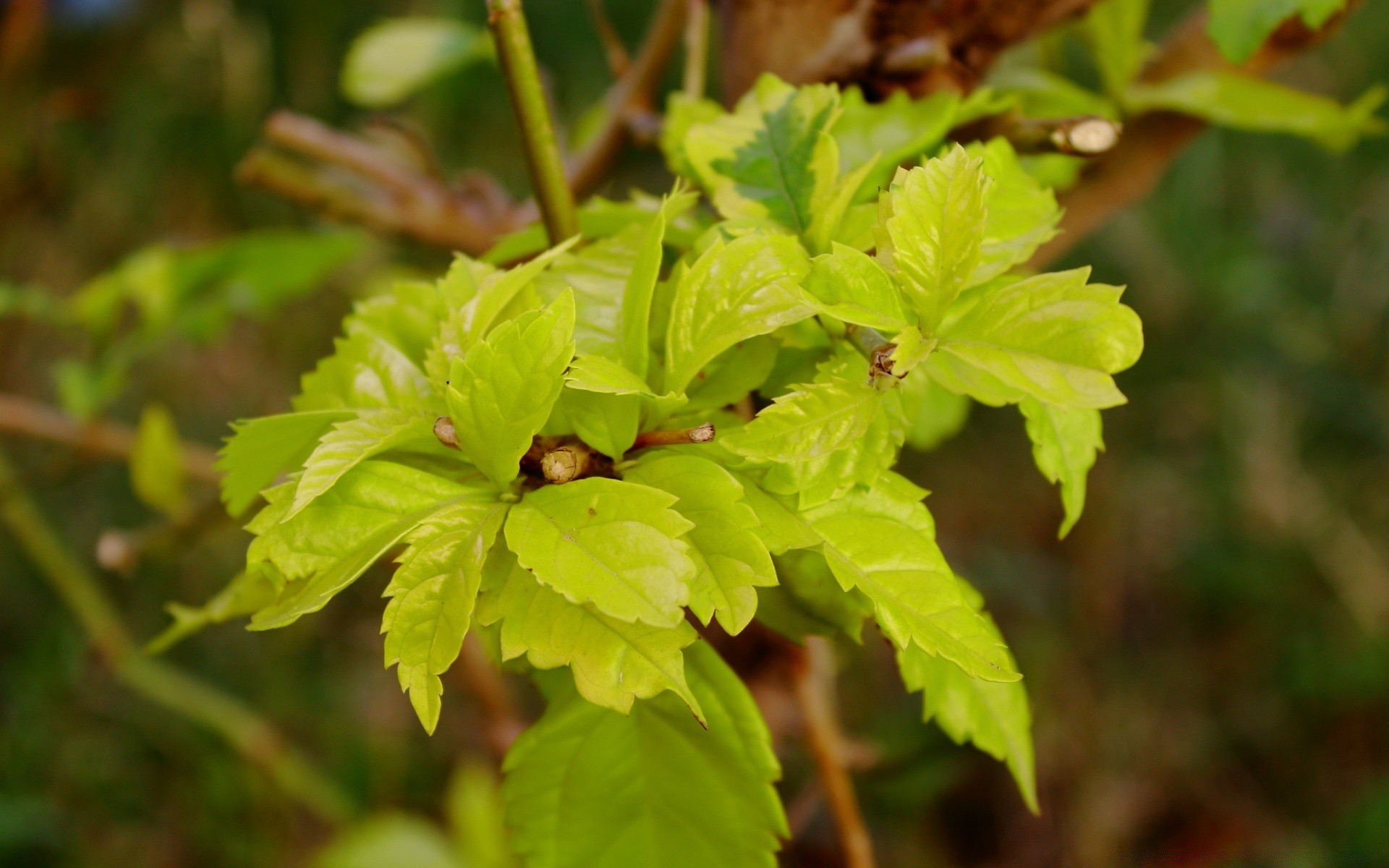 plants leaf nature flora growth outdoors summer environment garden close-up lush