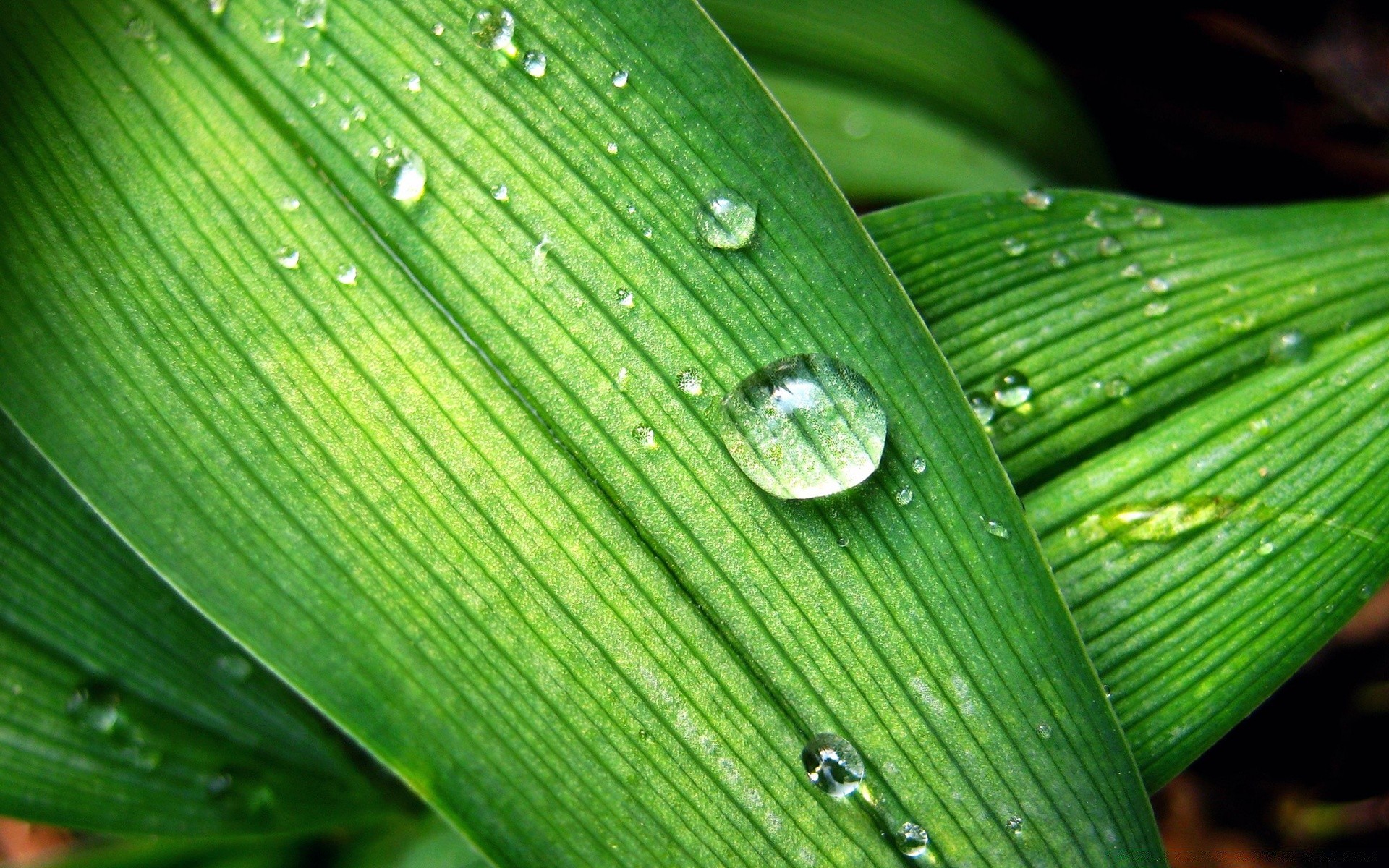 goccioline e acqua foglia flora pioggia crescita rugiada goccia purezza natura ambiente bagnato gocce lussureggiante giardino freschezza desktop lama botanico vene