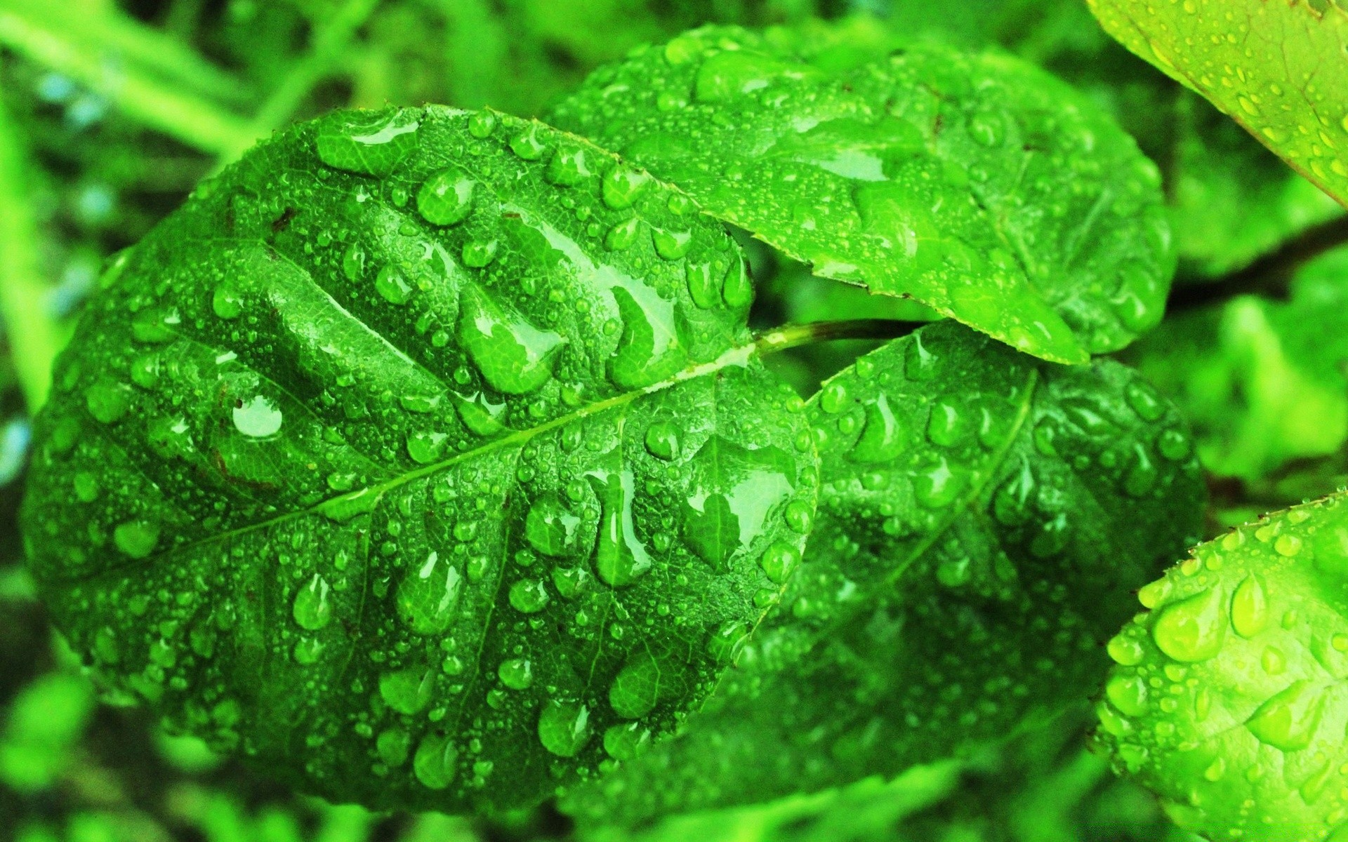 gotas e água folha chuva queda orvalho flora crescimento molhado frescura meio ambiente natureza água pureza jardim ecologia exuberante gotas verão meio ambiente