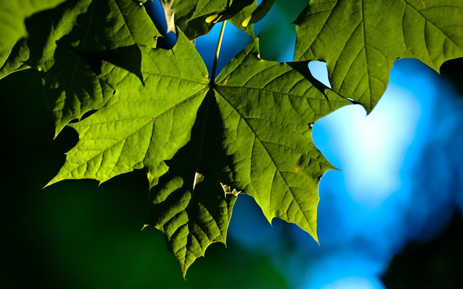 plantas hoja naturaleza crecimiento flora brillante otoño exuberante árbol buen tiempo medio ambiente color luz escritorio al aire libre sol verano