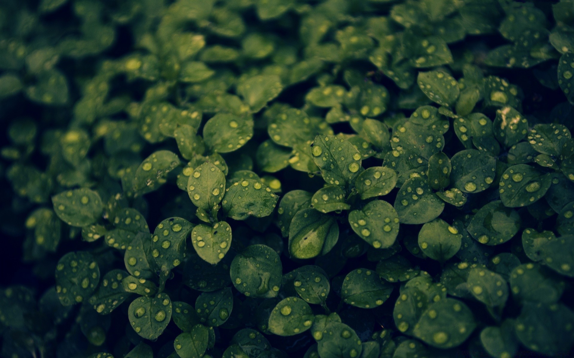 plantas escritorio textura hoja primer plano naturaleza flora patrón color jardín pequeño