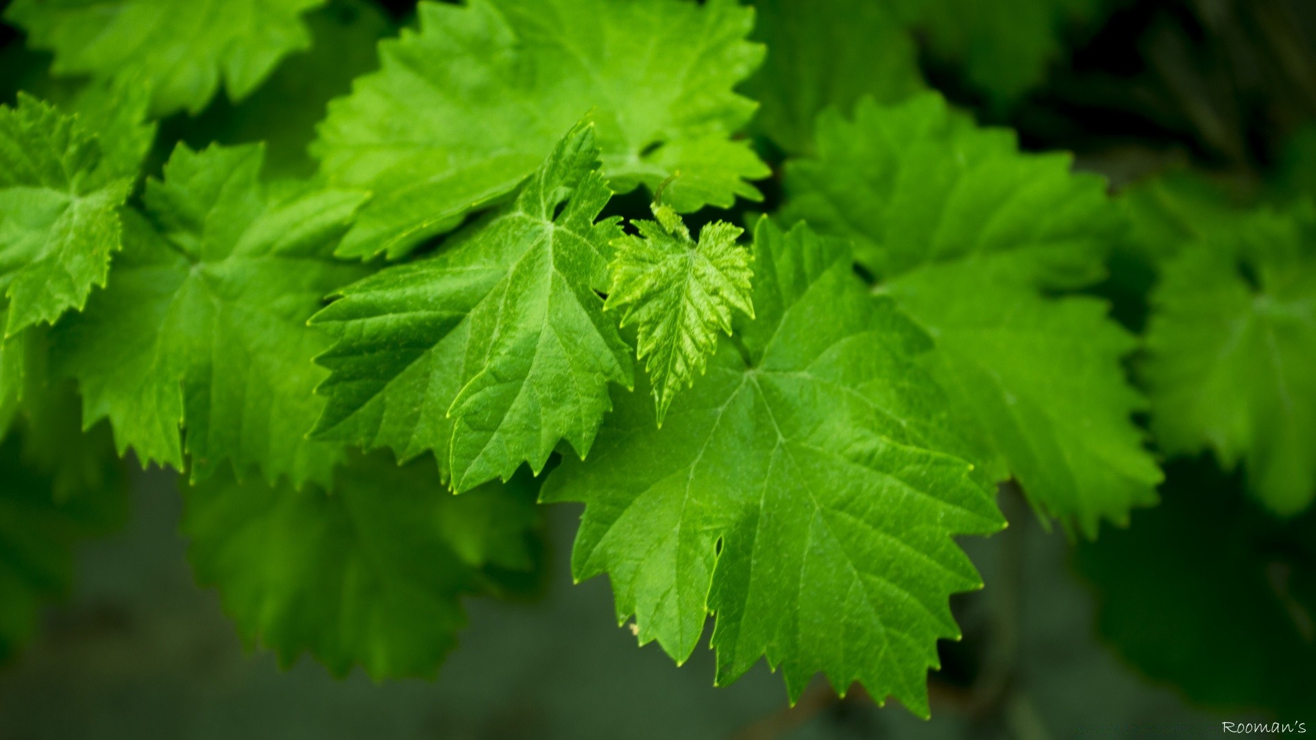 plantas folha natureza flora crescimento frescura comida exuberante ao ar livre verão jardim