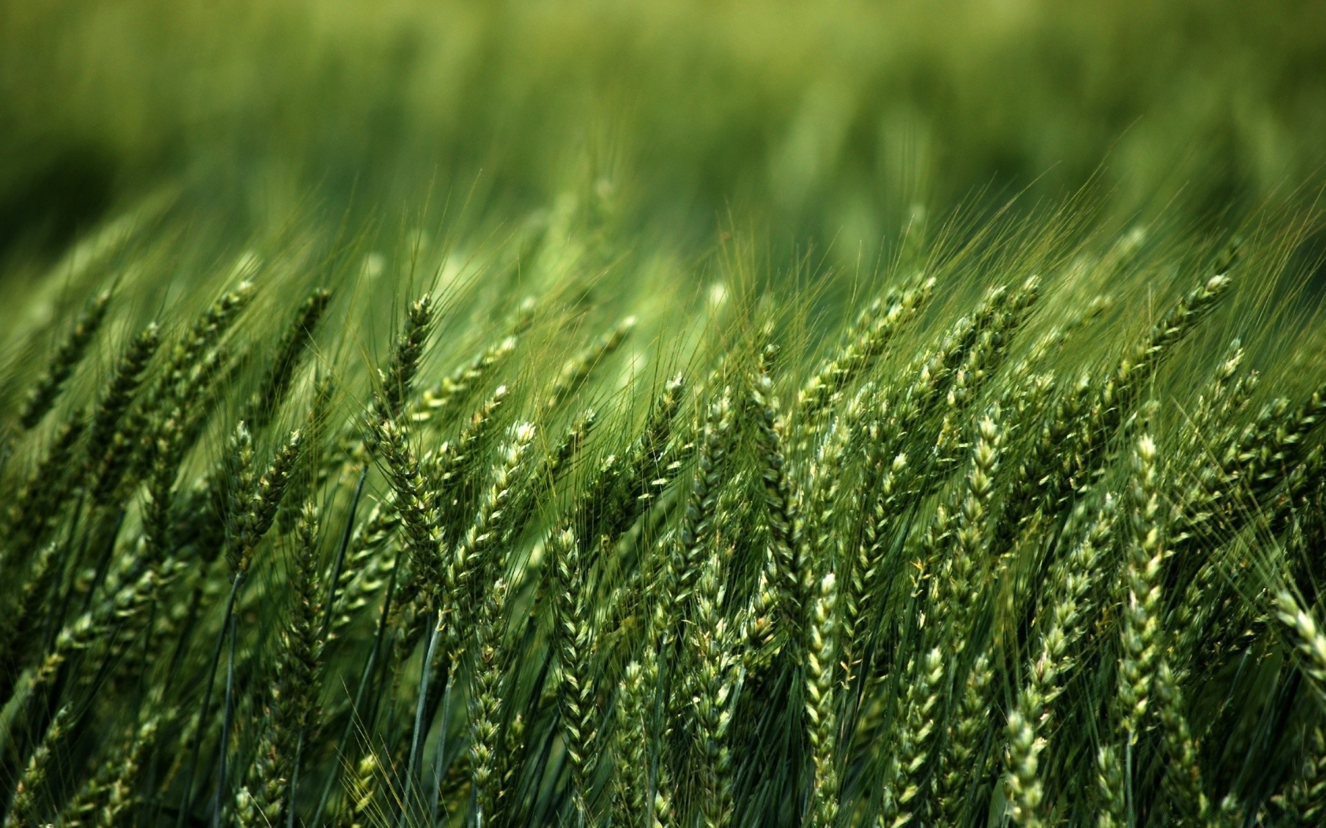 plantas cereales trigo pasto crecimiento rural paja agricultura cosecha granja centeno maíz campo pan cebada semilla flora verano tierras de cultivo campo