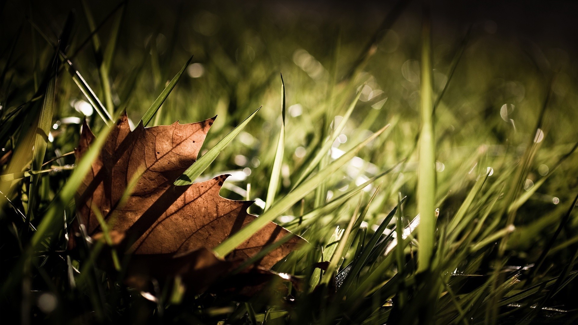 pflanzen blatt flora natur garten gras holz licht herbst umwelt baum farbe essen regen desktop sonne erde