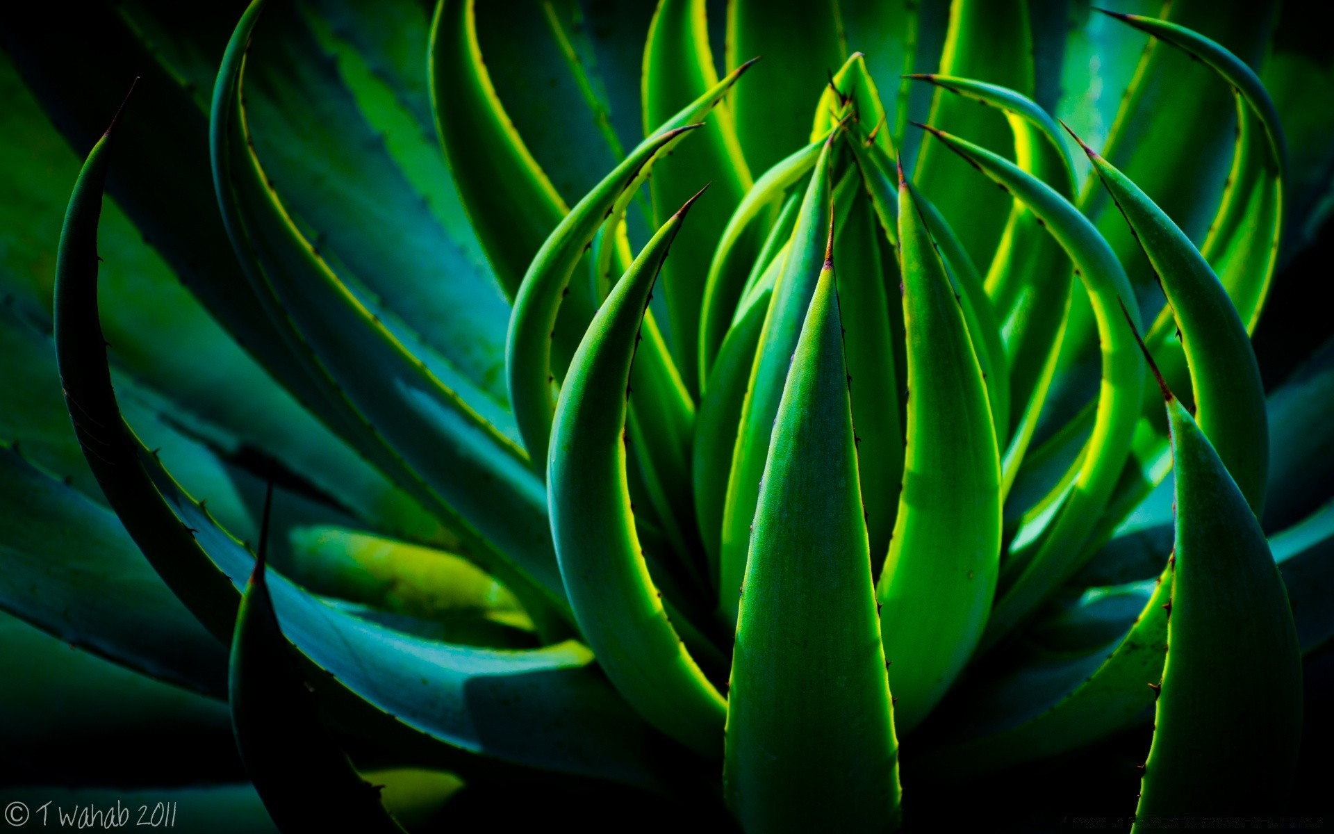 piante natura cactus flora foglia struttura fiore desktop giardino