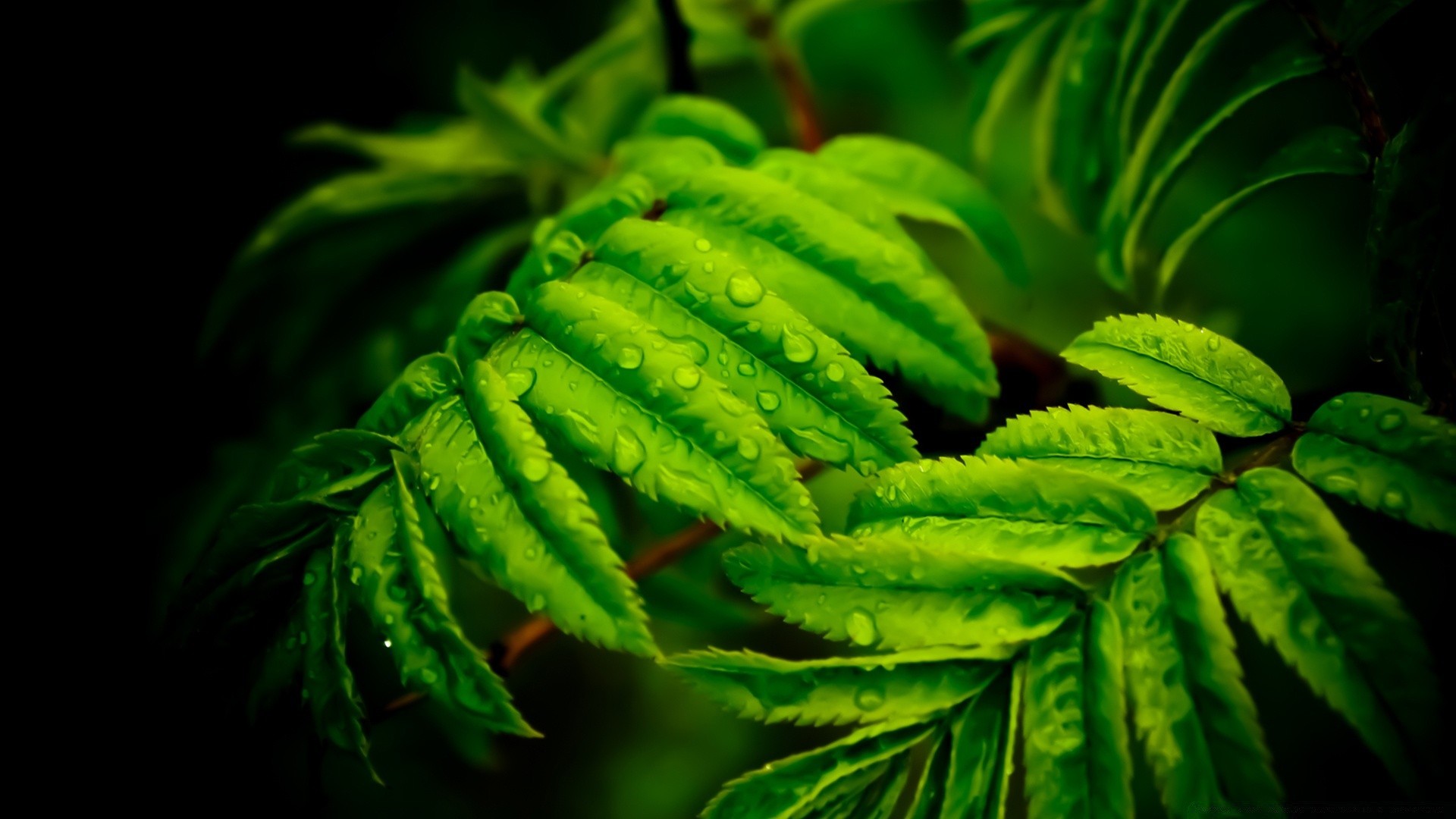 droplets and water leaf flora nature growth garden lush close-up desktop freshness food color