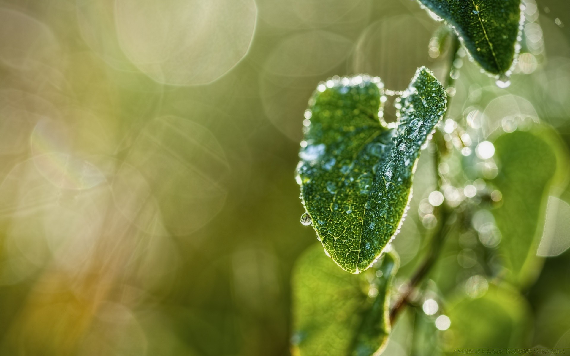 plants leaf rain flora drop water nature dew garden color desktop freshness wet growth droplet summer