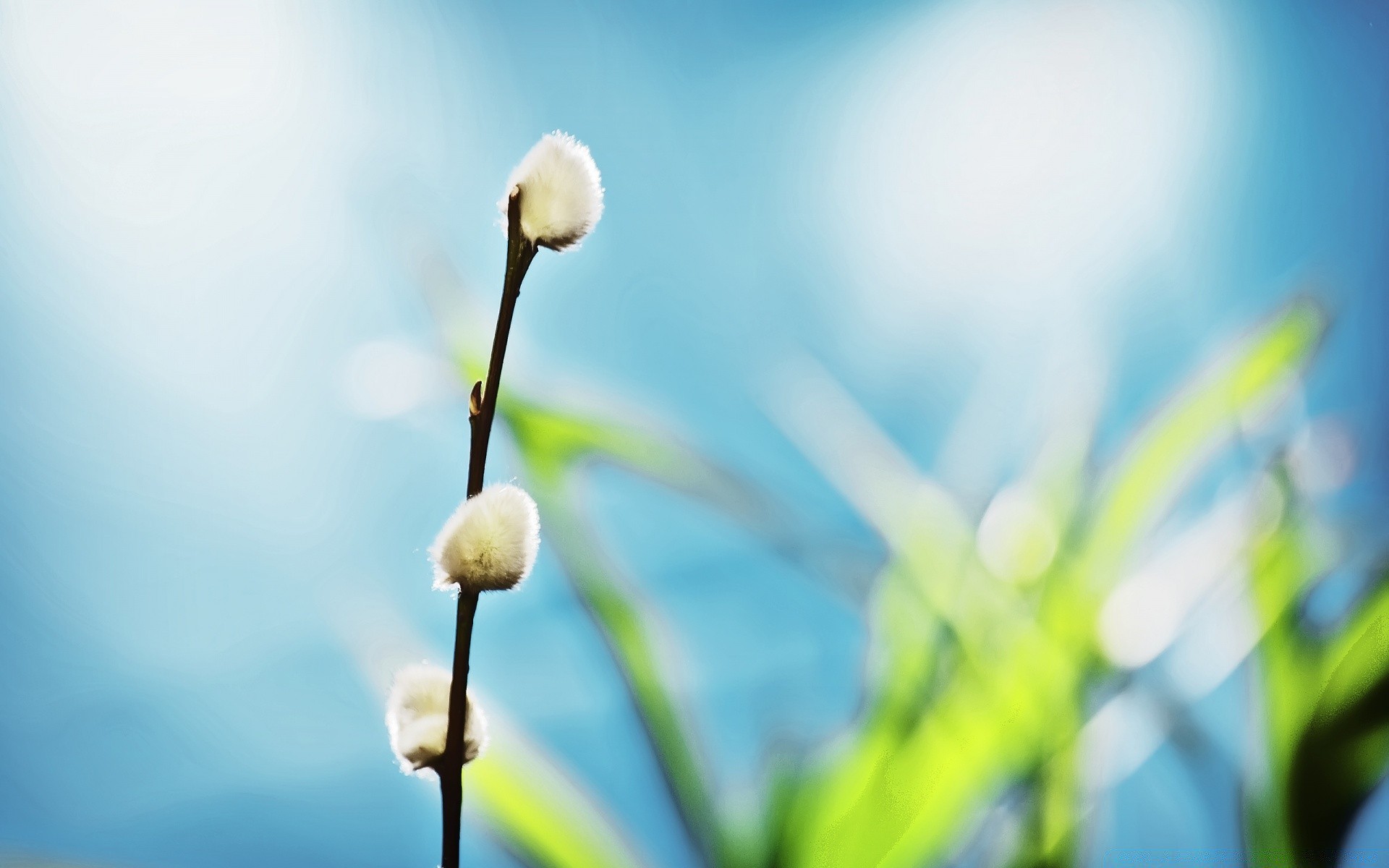 plantas natureza folha flora crescimento flor borrão verão ao ar livre bom tempo jardim grama amigo