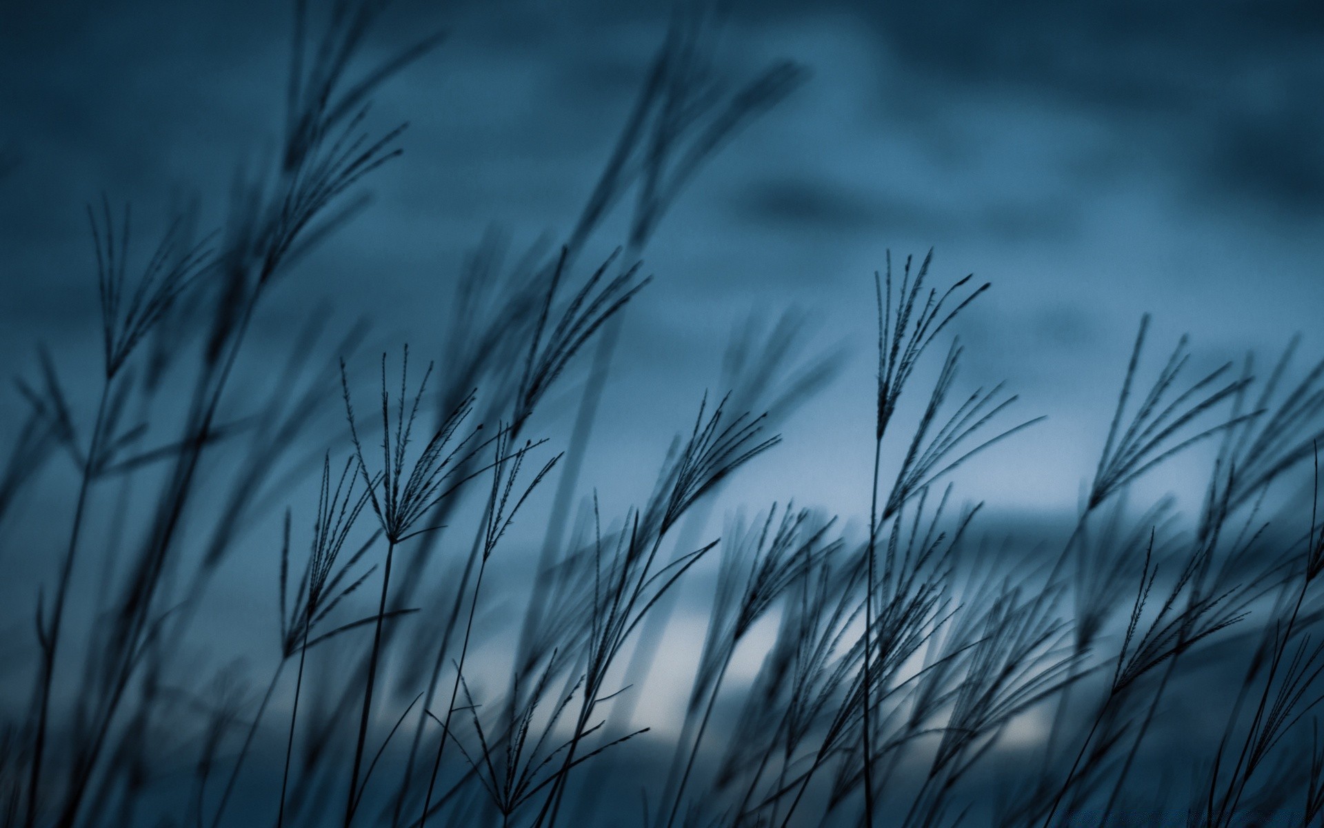 plants dawn grass sun nature light sunset landscape field silhouette sky summer outdoors leaf fair weather reed flora desktop color hayfield