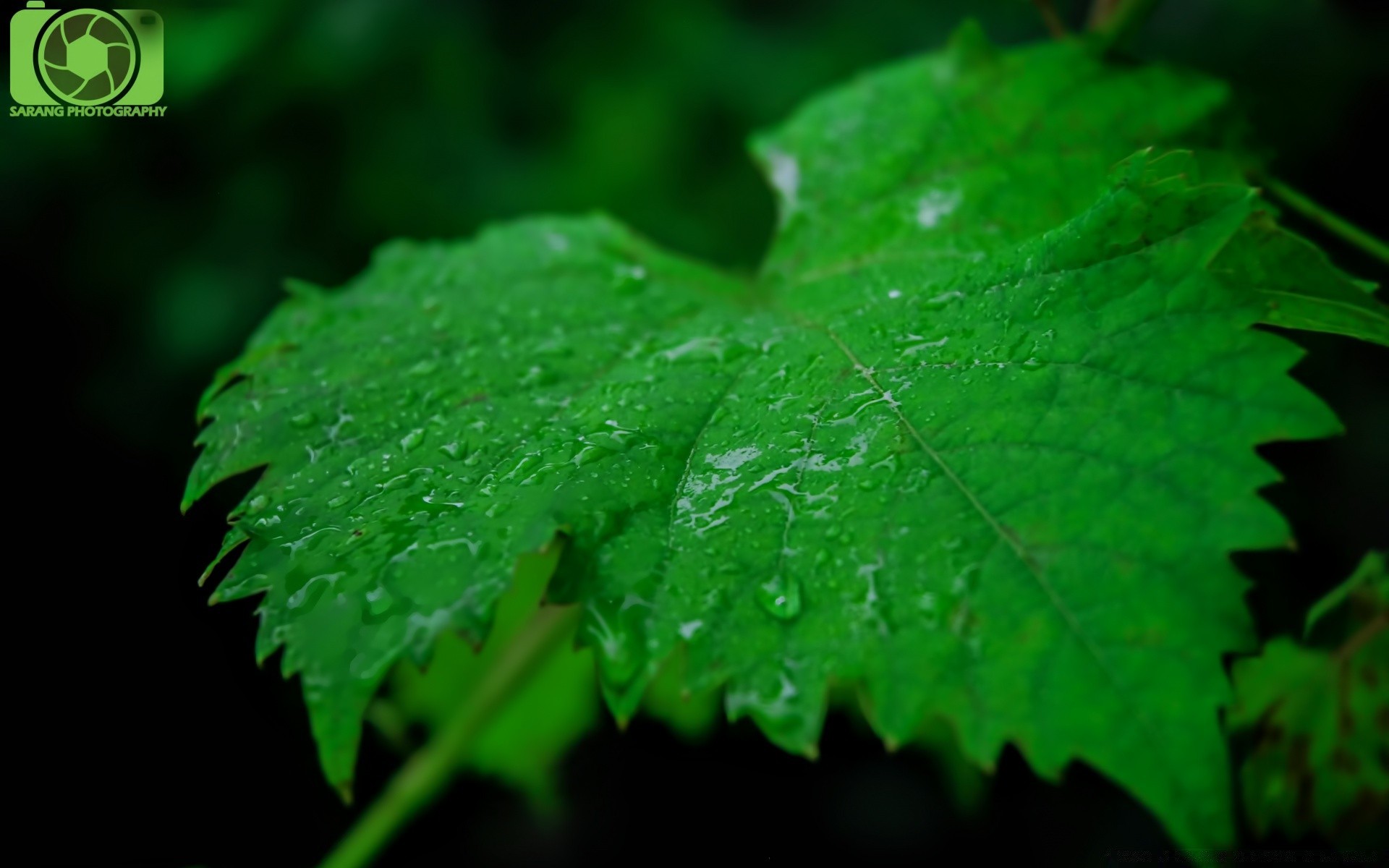 plants leaf growth nature flora lush outdoors summer rain environment purity ecology freshness bright wet garden dew drop