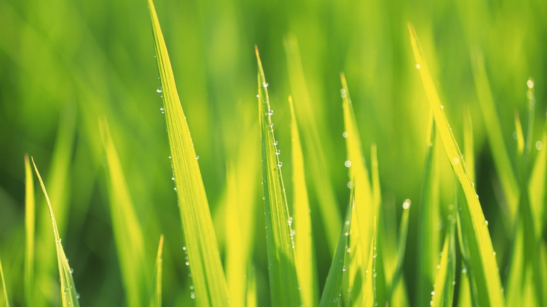 plantes feuille croissance herbe rosée flore luxuriante nature pelouse jardin été aube ecologie environnement lame à l extérieur pluie foin chute propreté