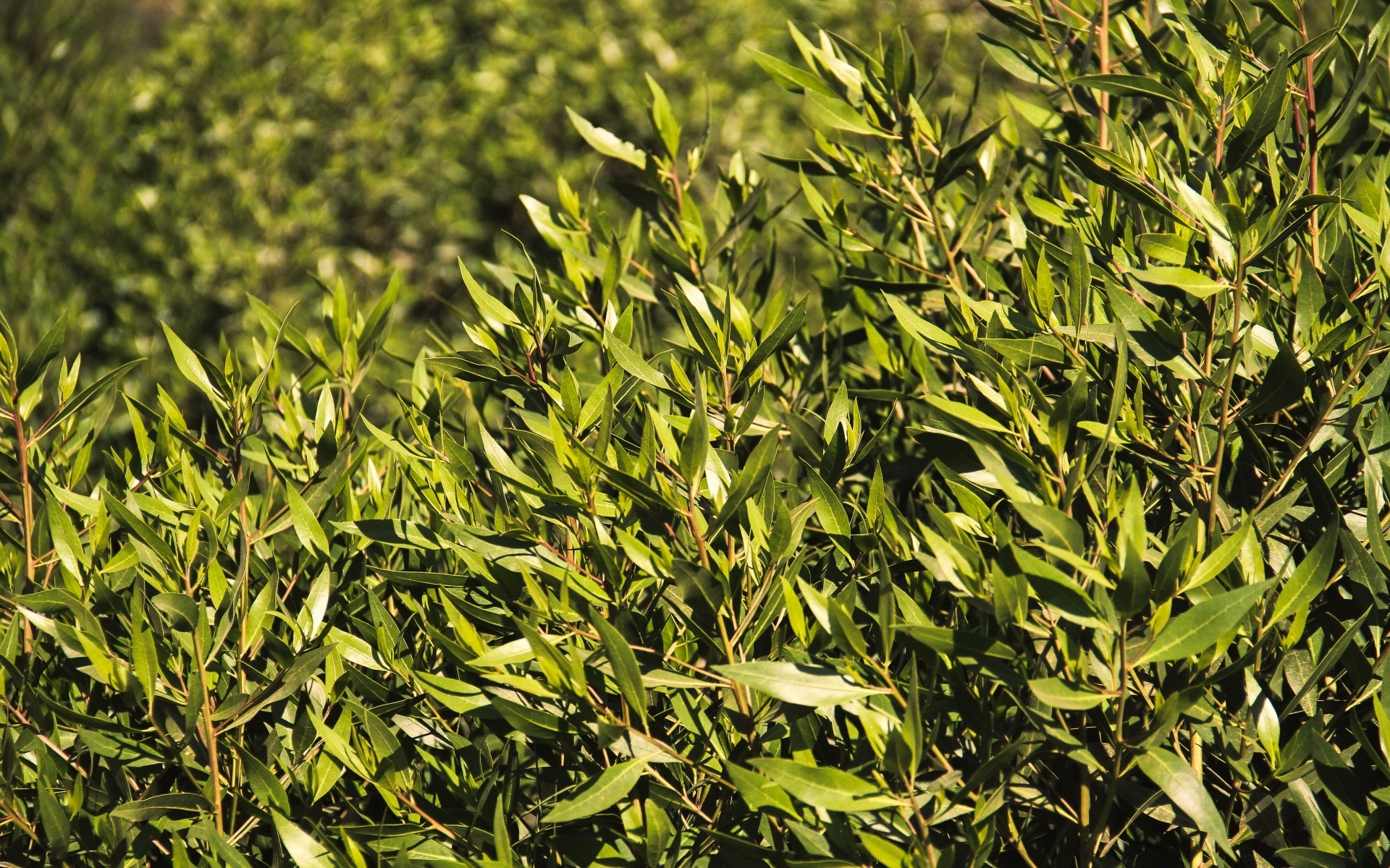 plantas folha flora natureza crescimento frescura verão agricultura ao ar livre ambiente temporada comida brilhante grama desktop árvore exuberante jardim fazenda grama